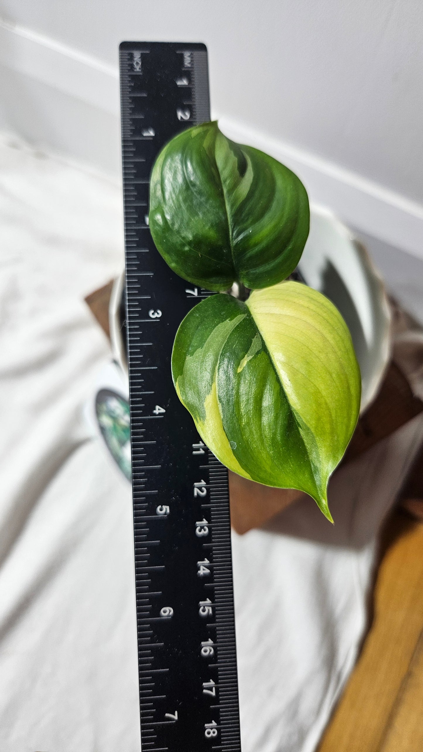 Scindapsus Blue Albo (SCI-797)