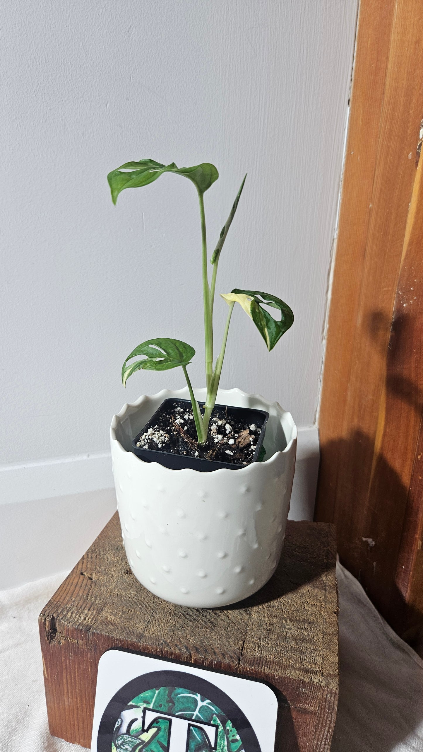 Monstera Andasonii Albo (MON-404)