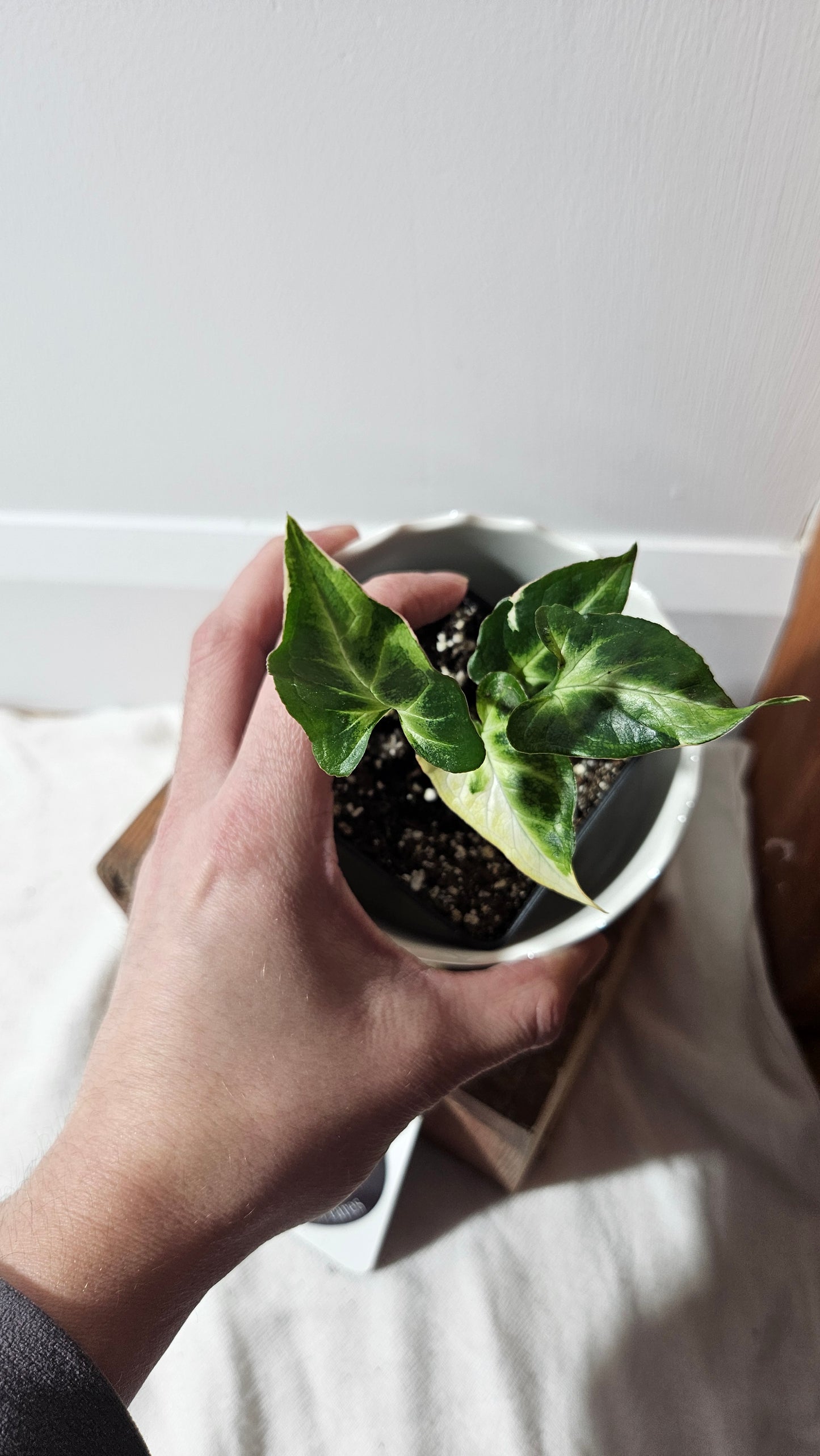 Syngonium T25 (SYN-404)