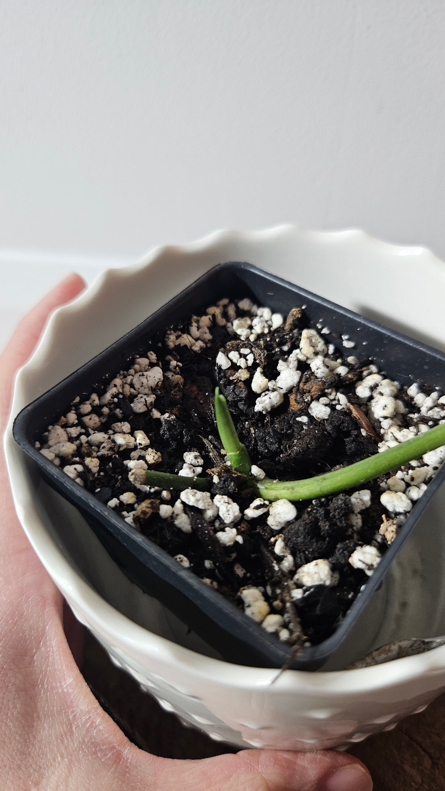 Scindapsus Silver Dragon (SCI-914)