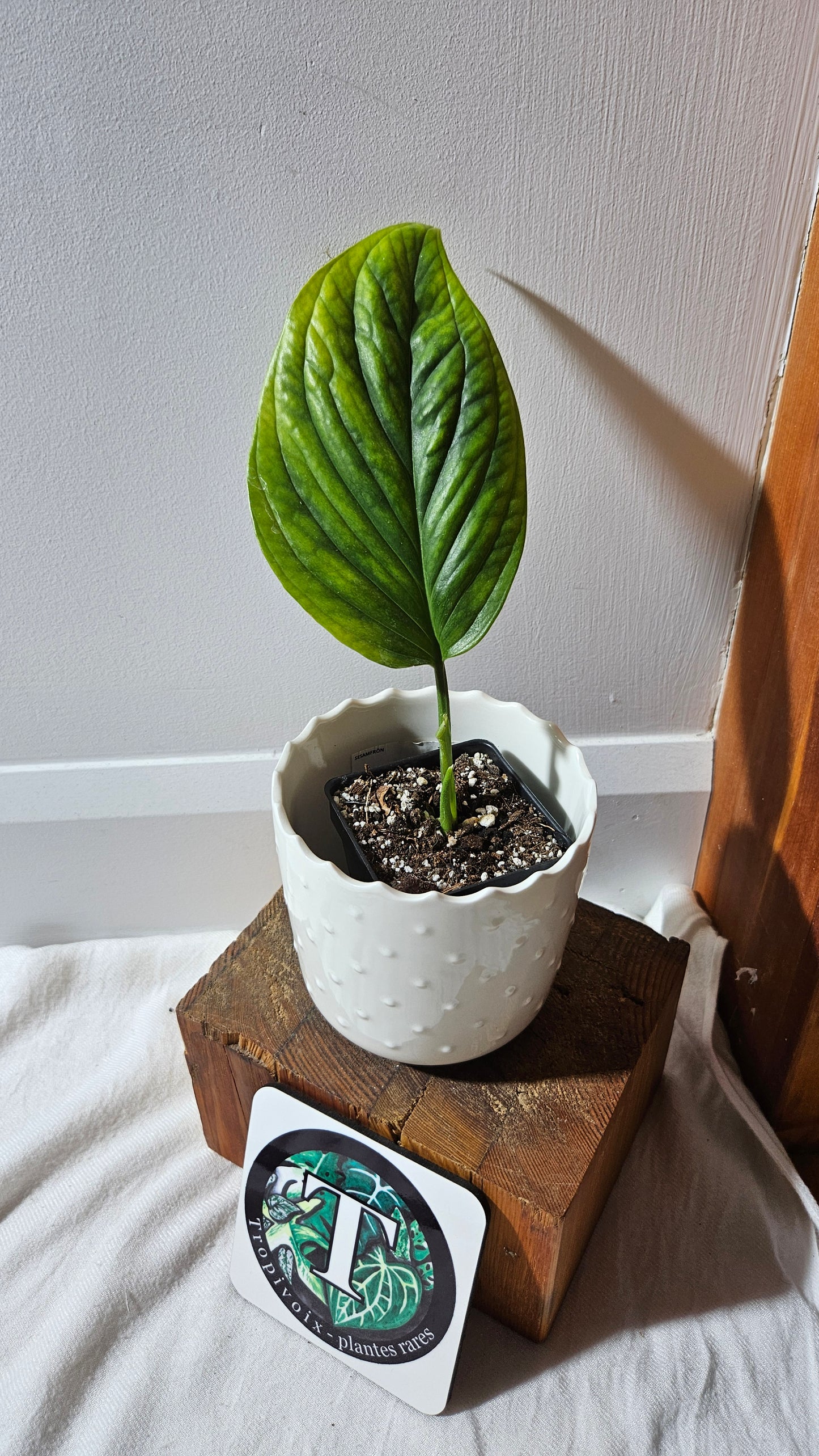 Monstera Obliqua Aff Black Strypes (MON-425)