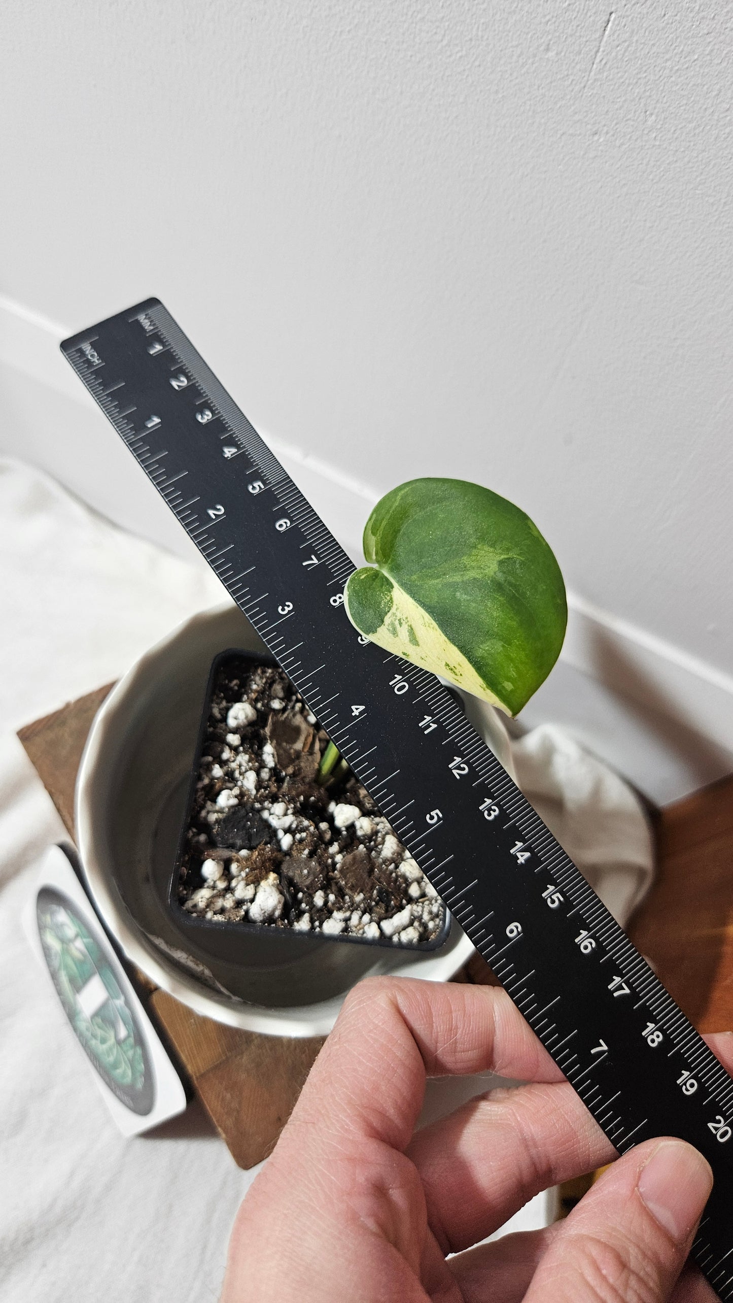 Scindapsus Silver Splash Variegata (SCI-832)