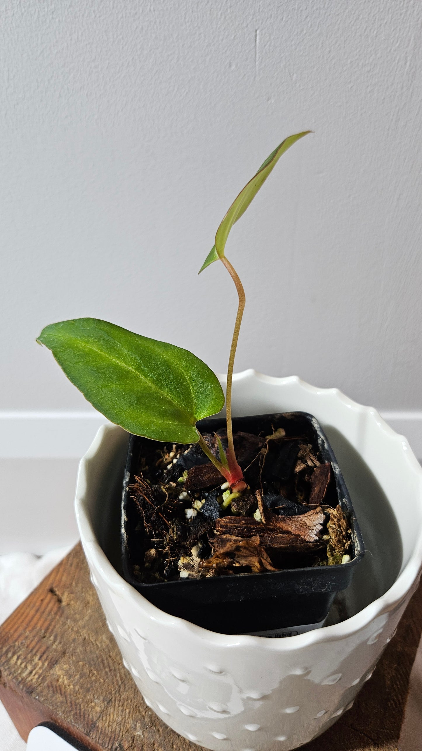 Anthurium Papillilaminum Hybrid "format PETIT" (ANT-509)