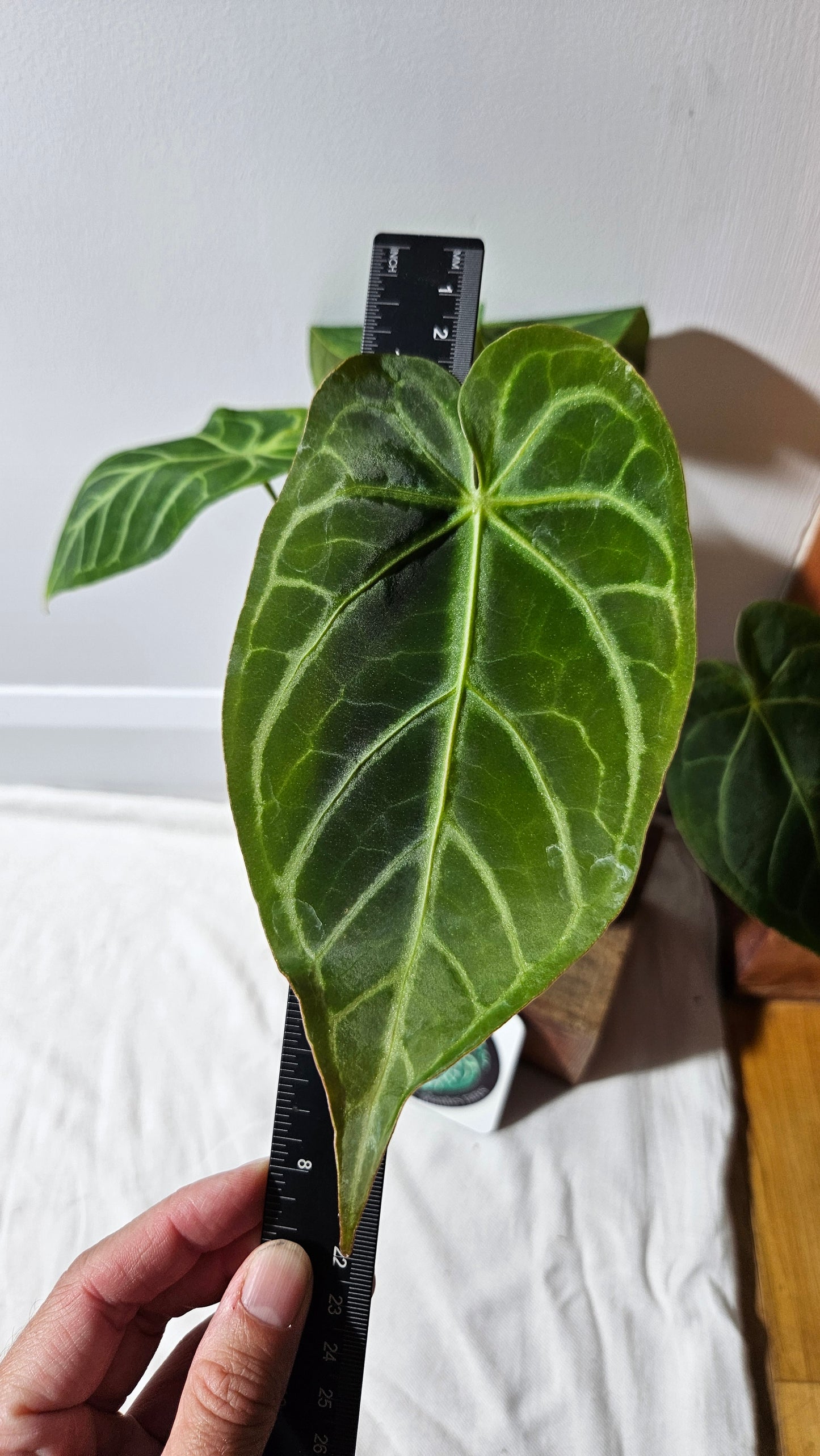 Anthurium Magnificum Velvet "MEDIUM/LARGE format" (ANT-191)