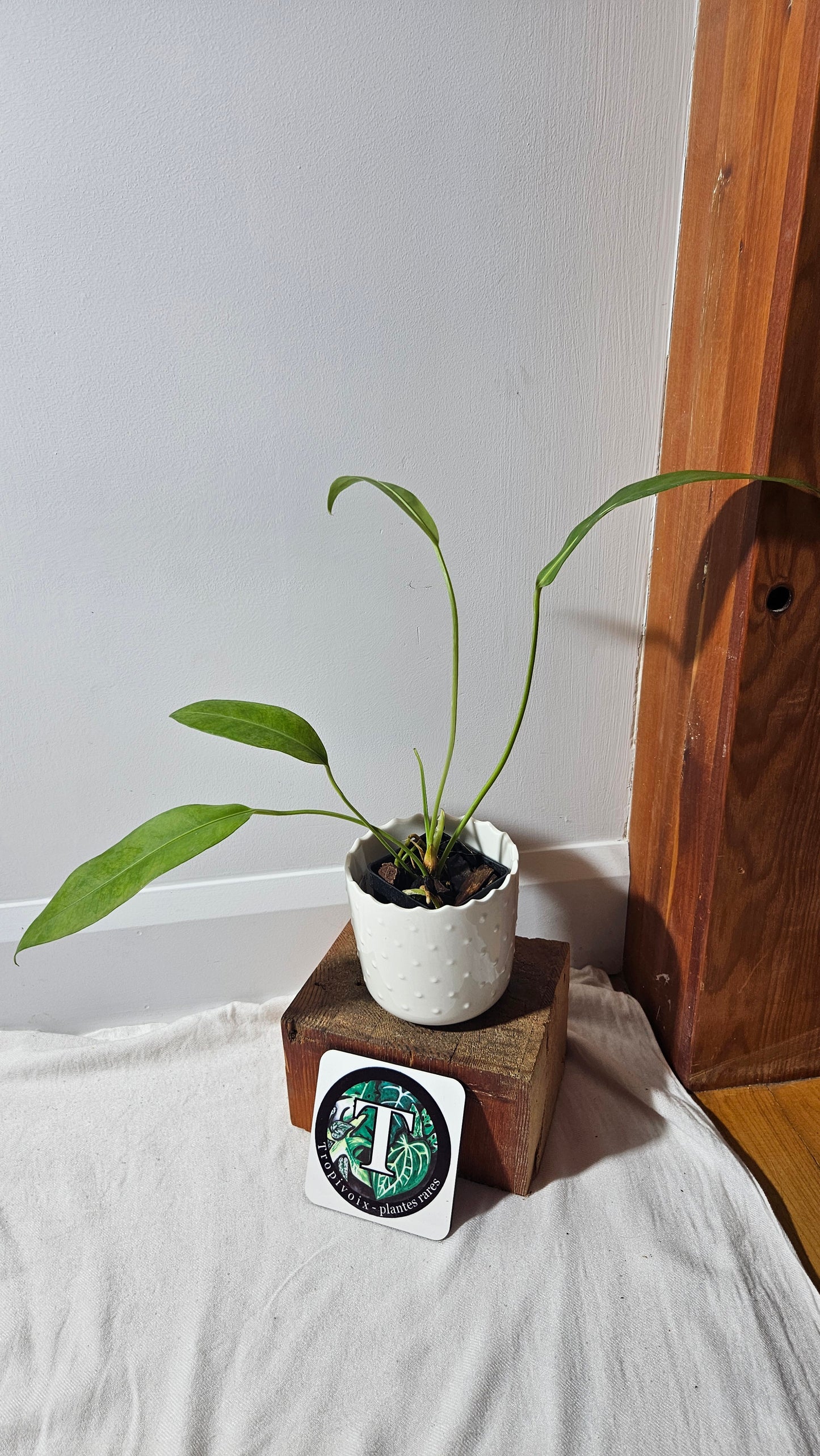 Anthurium SP Morona "format MOYEN" (ANT-233)