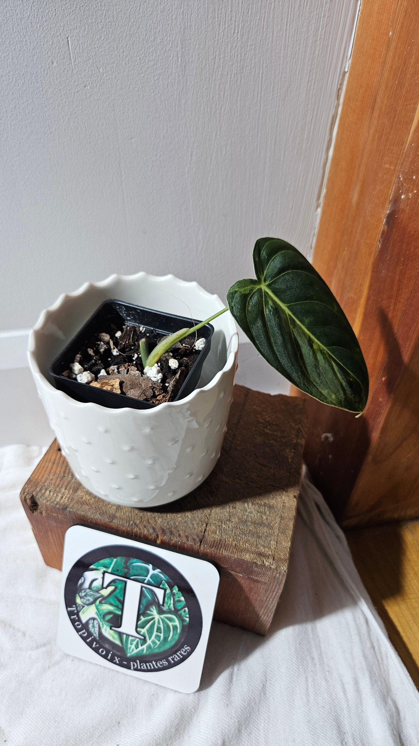 Philodendron Melanochrysum Variegata (PHI-866)