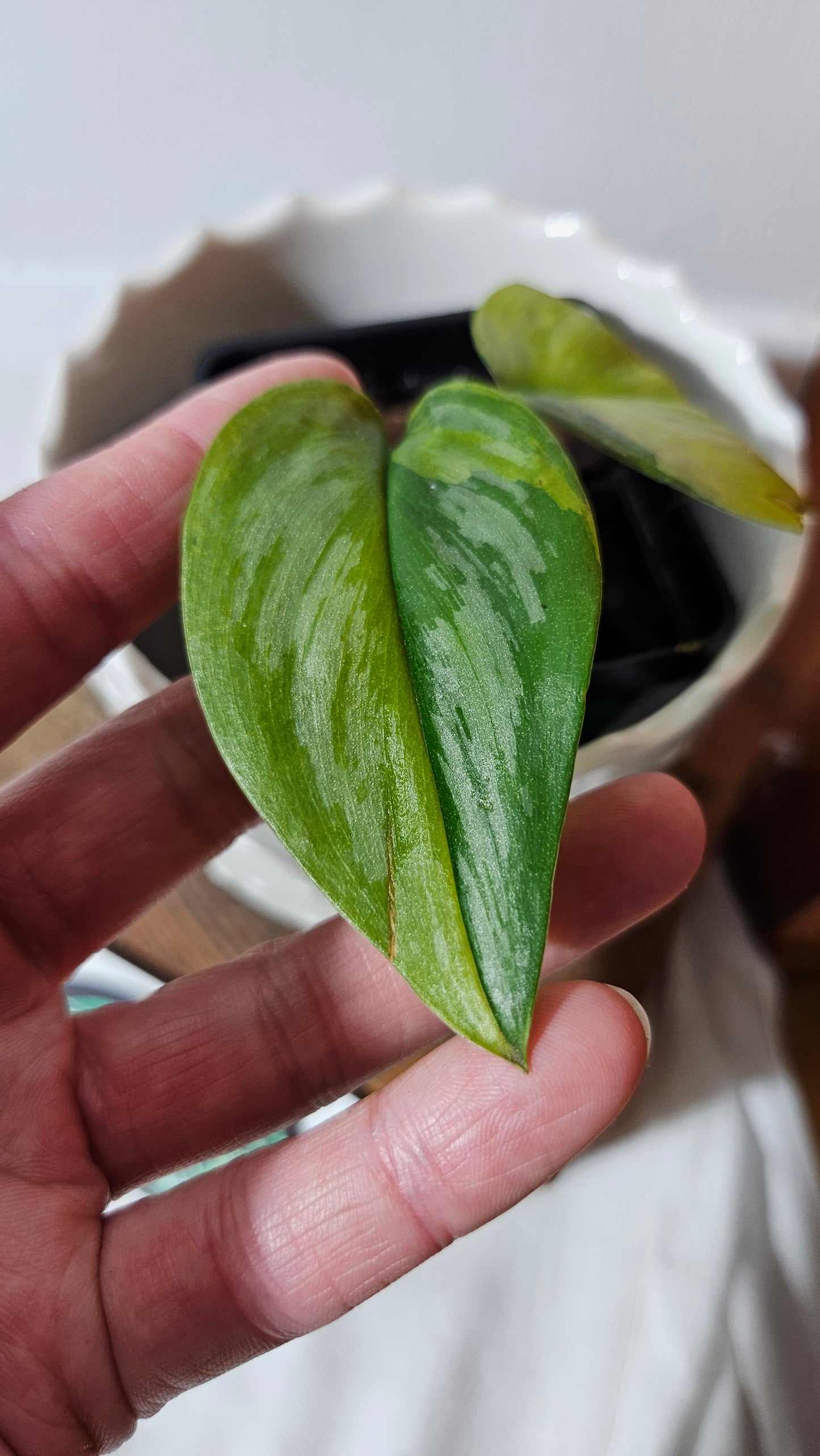 Scindapsus Treubii Moonlight "Green on green" (SCI-1051)