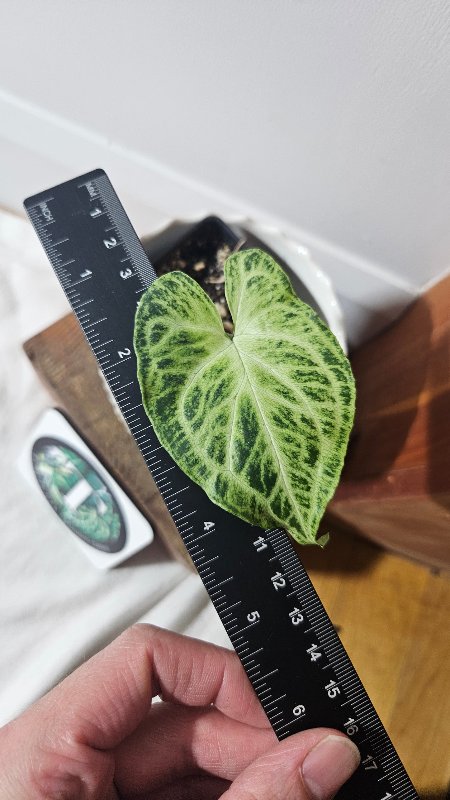 Syngonium Batik (SYN-414)