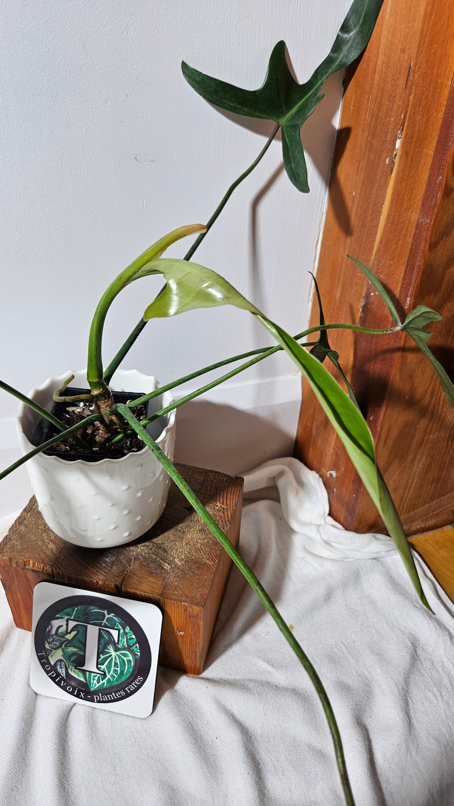 Philodendron Longilobatum (PHI-376)