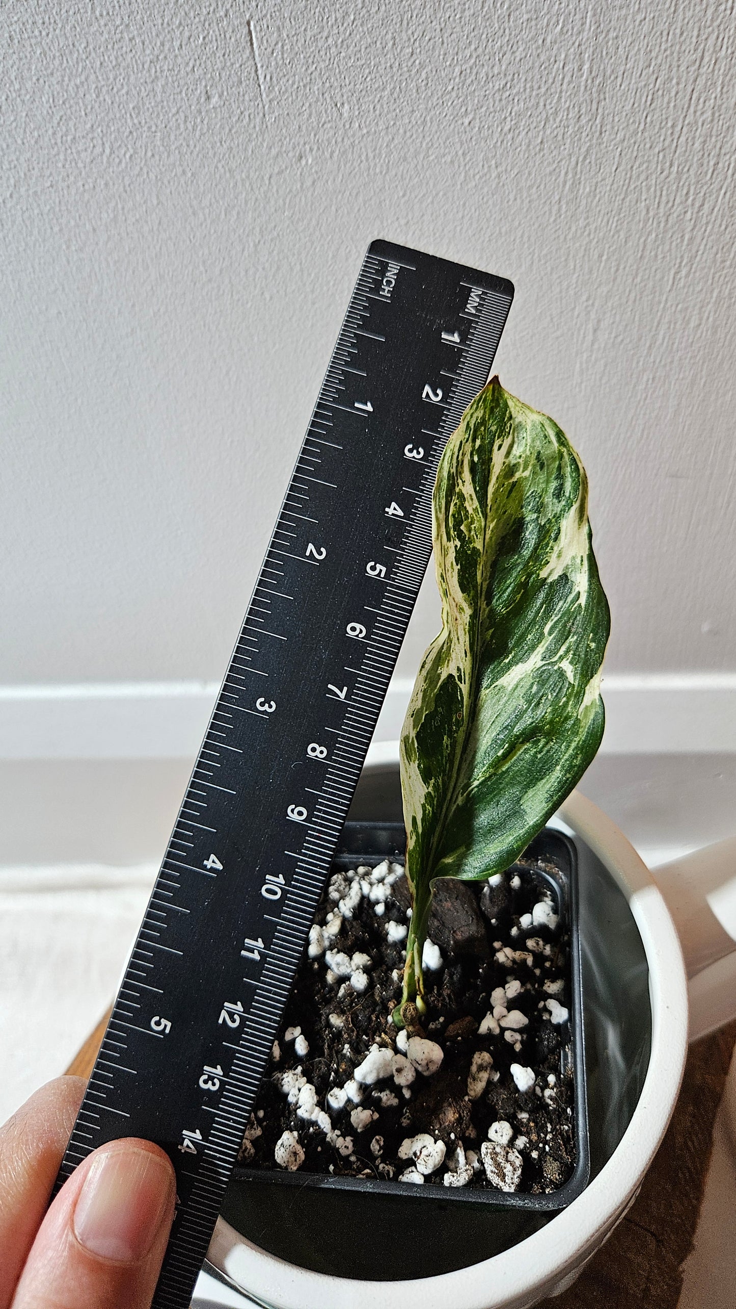 Scindapsus Treubii Dark Form marble "curly leaf" (SCI-1078)