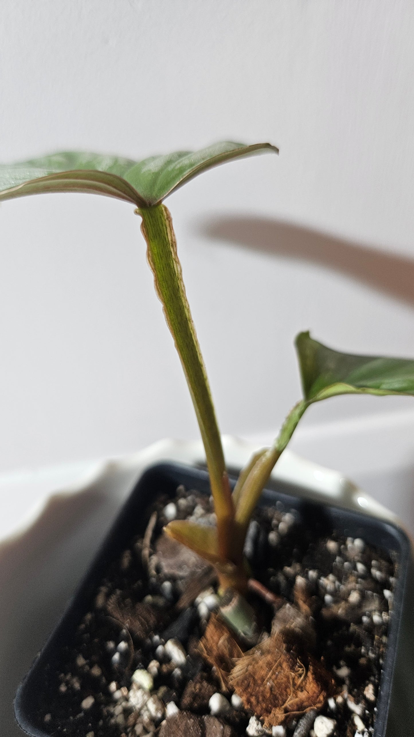Philodendron Mamei White (PHI-770)