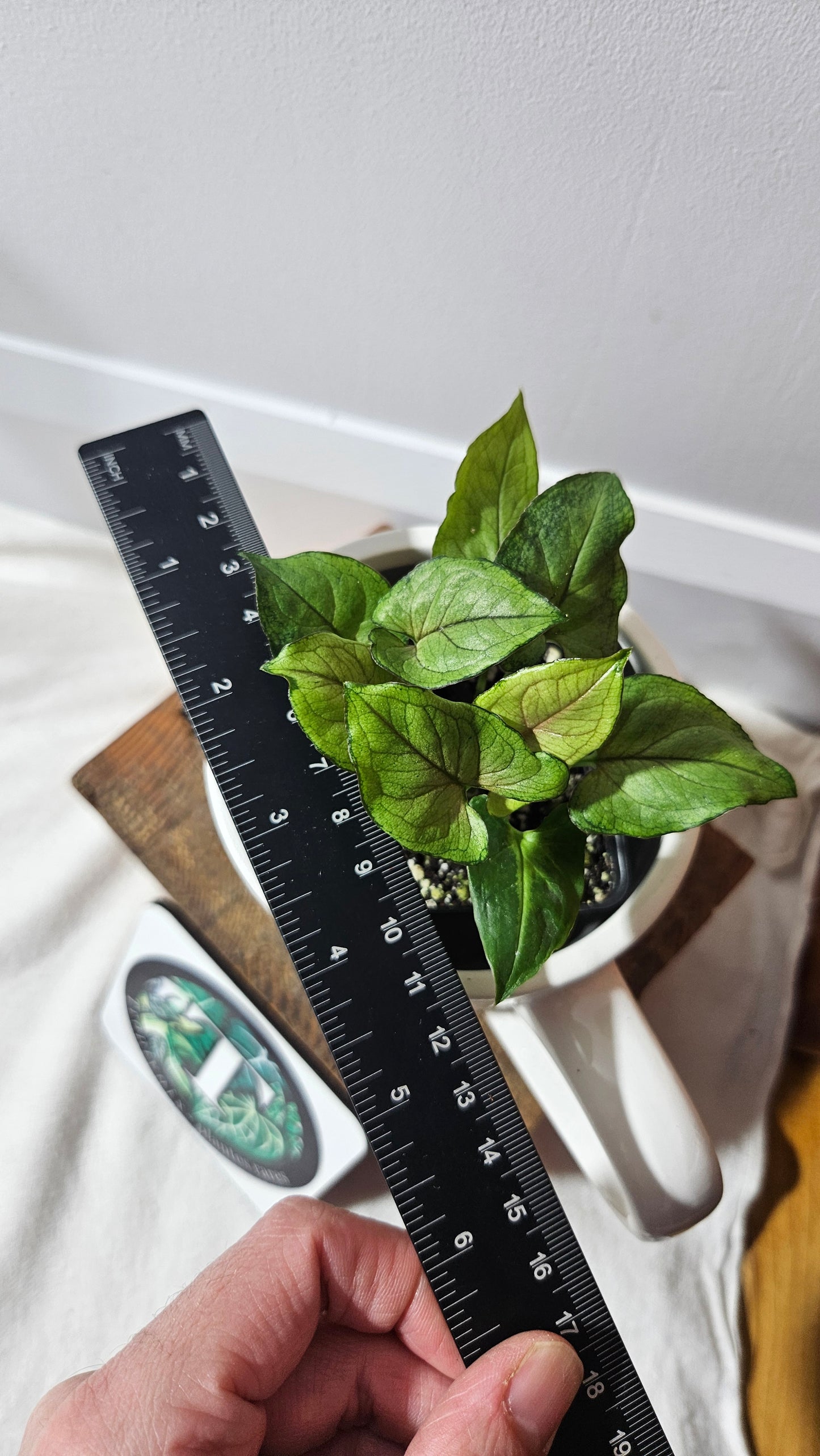 Syngonium Orm Manee Mutation (SYN-381)