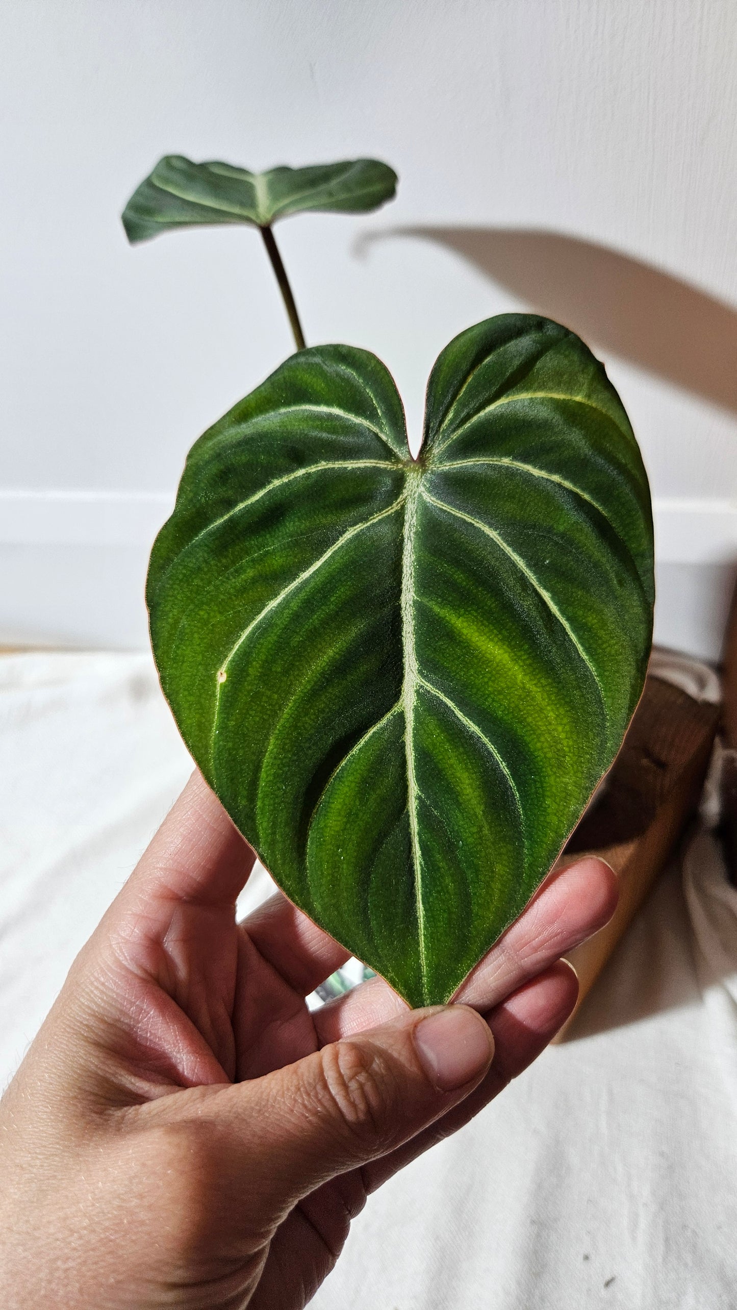 Philodendron Gloriosum Dark (PHI-832)