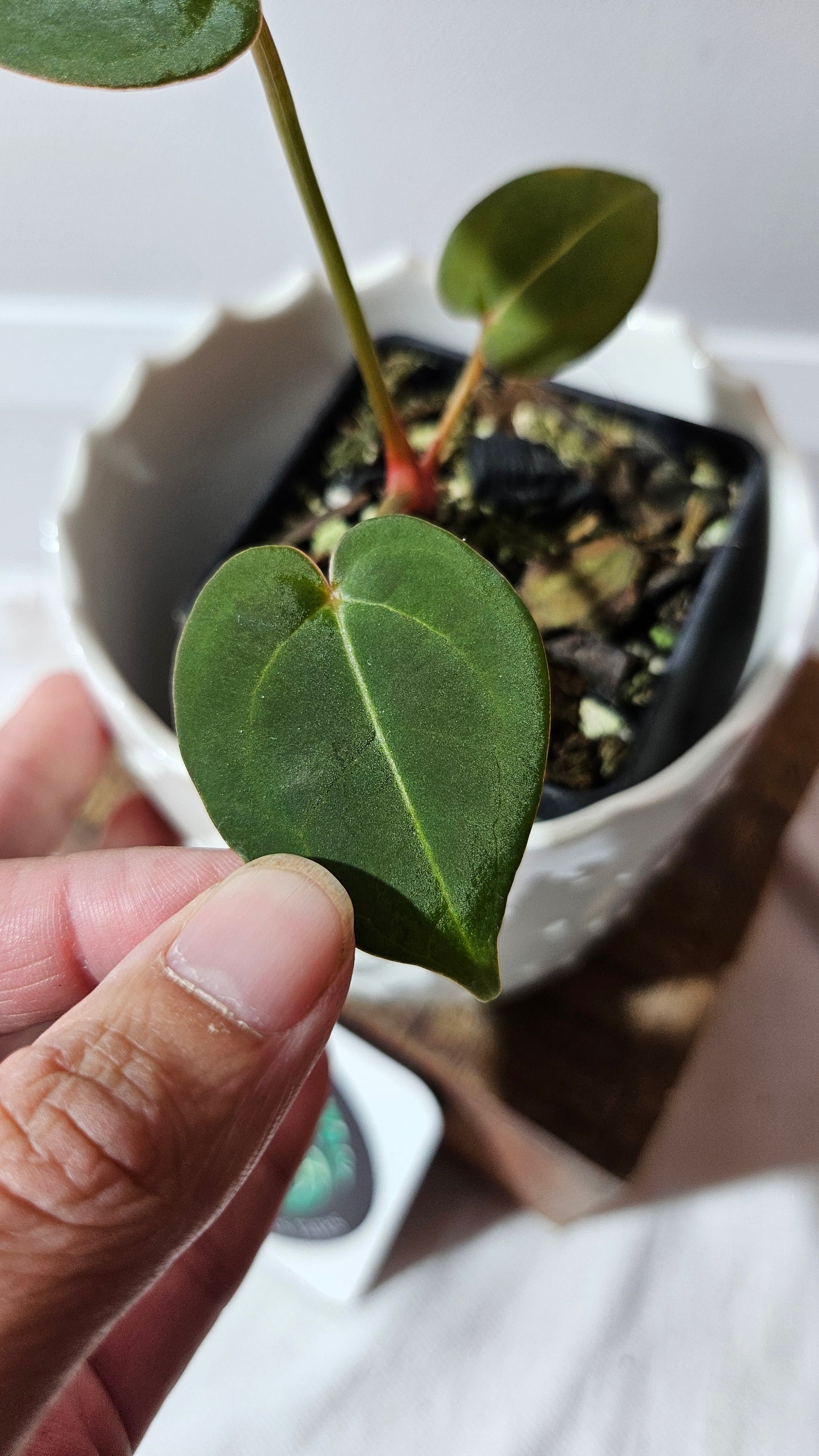 Anthurium Hoffmanii Red Dot (ANT-469)