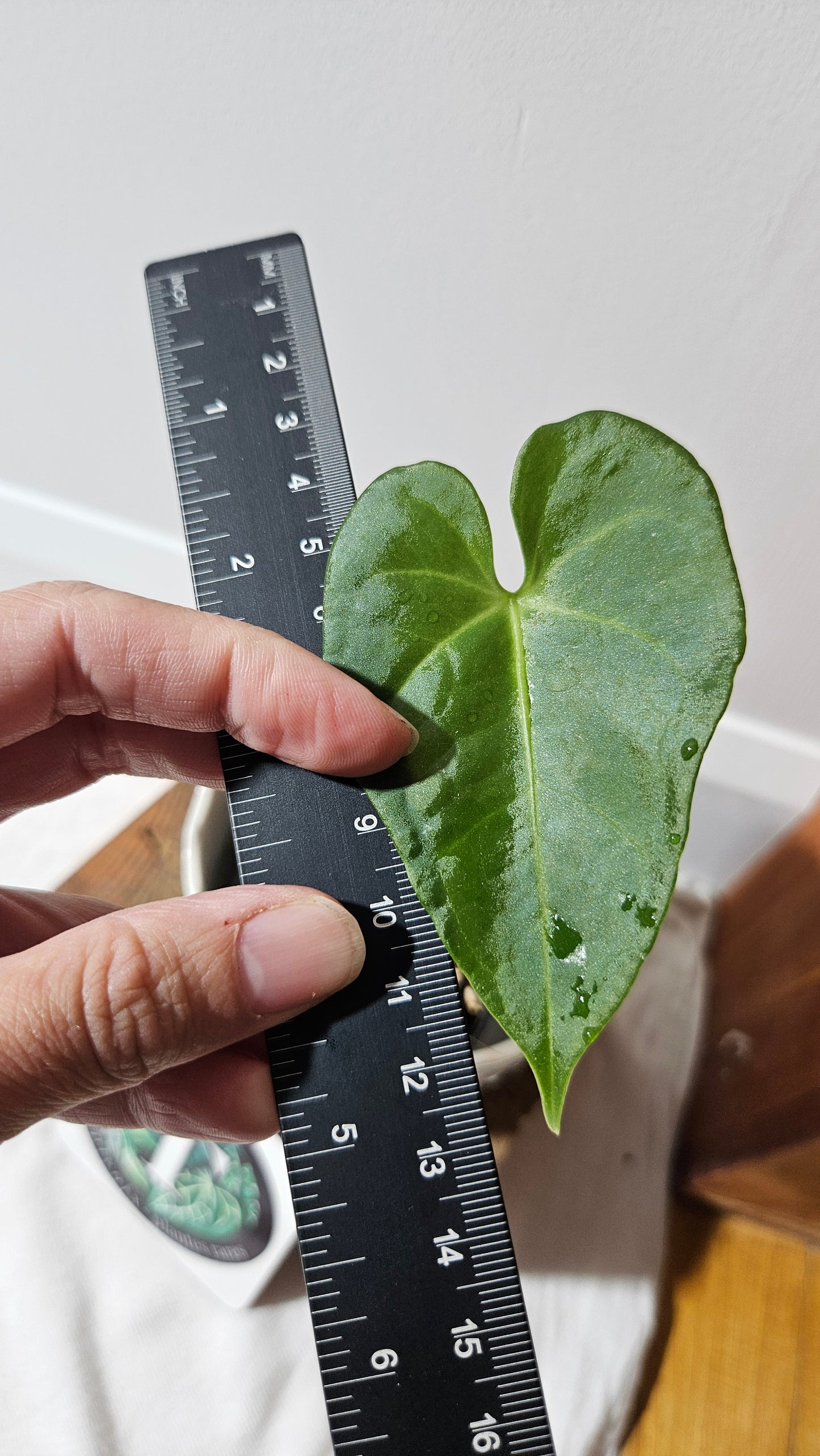 Anthurium Clarinervium X Jarii "format PETIT" (ANT-550)