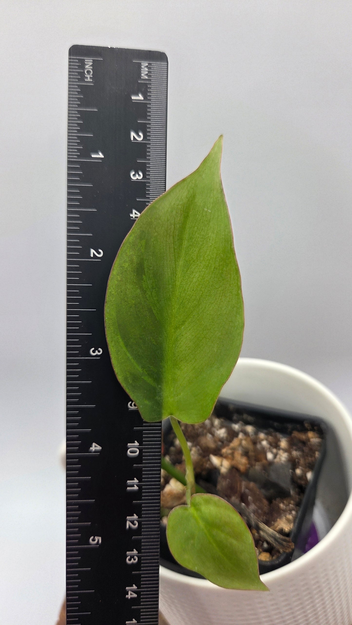 Philodendron Camposportoanum (PHI-780)