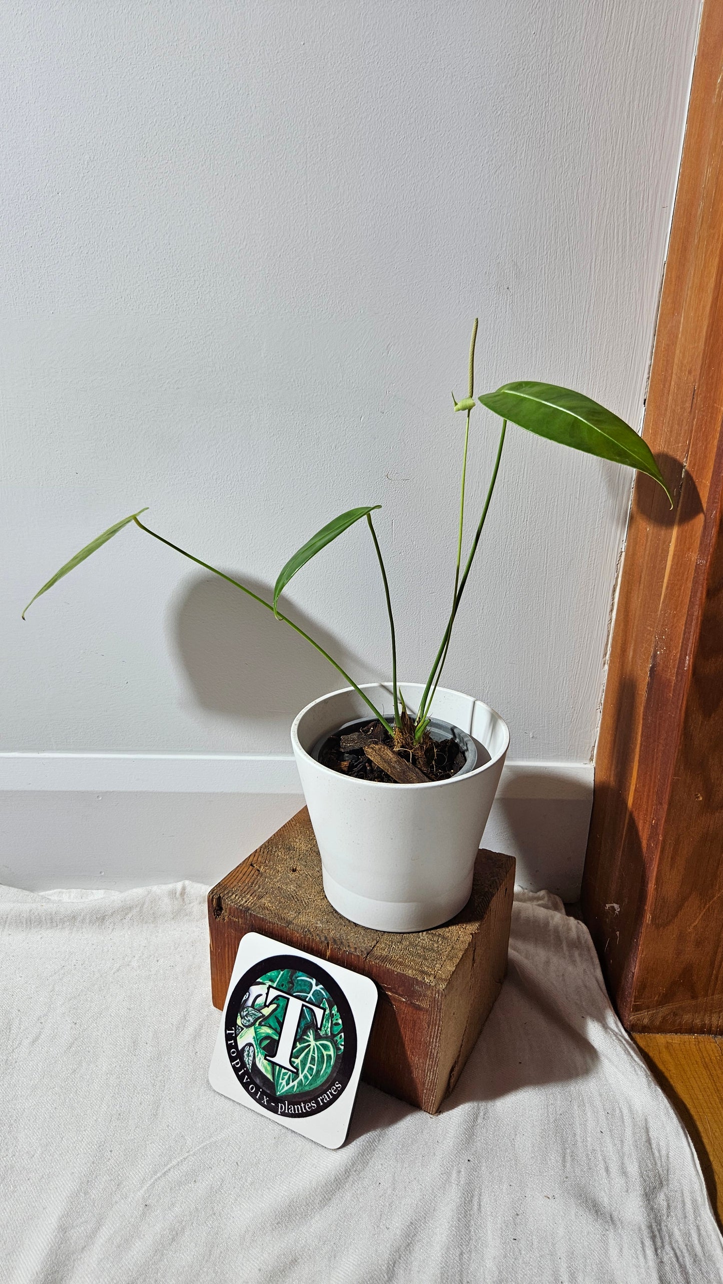 Anthurium Timplowmanii "format MOYEN" (ANT-482)