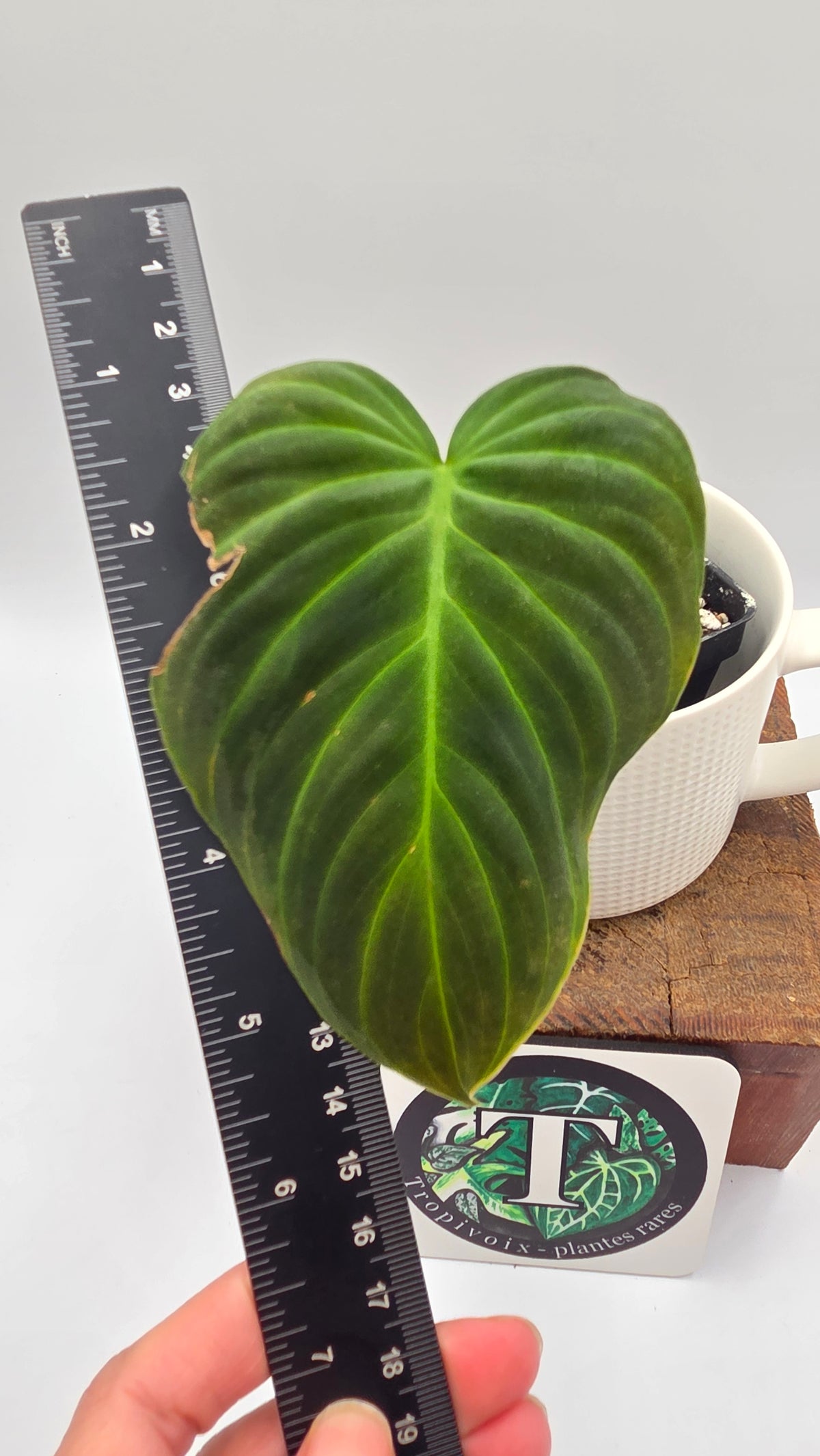 Philodendron Splendide (PHI-1095)