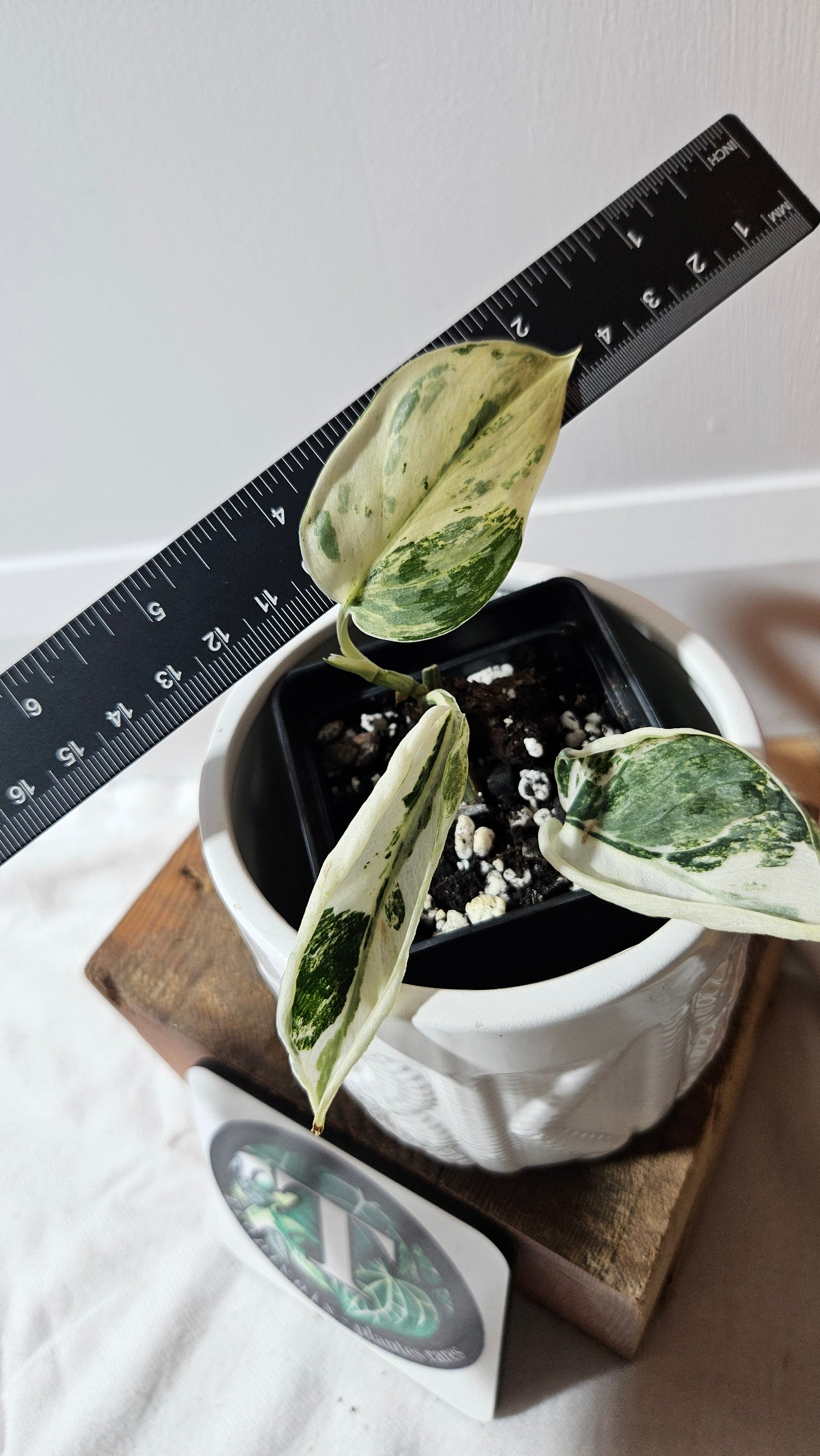 Scindapsus Simbara Mutation (SCI-1314)