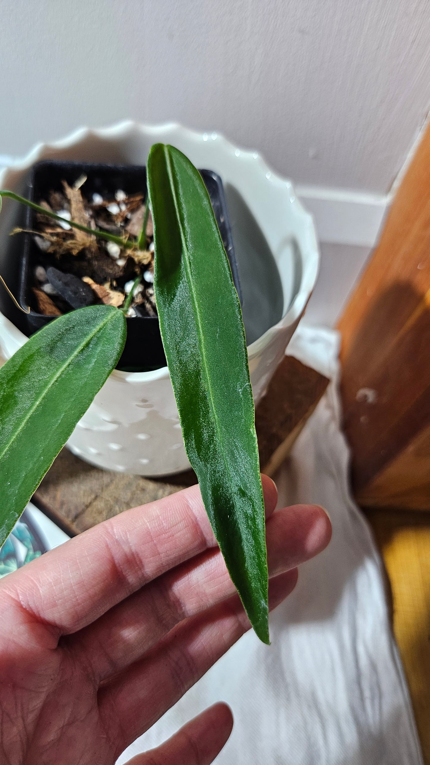 Anthurium Pallidiflorum Super Black "format MOYEN"(ANT-449)