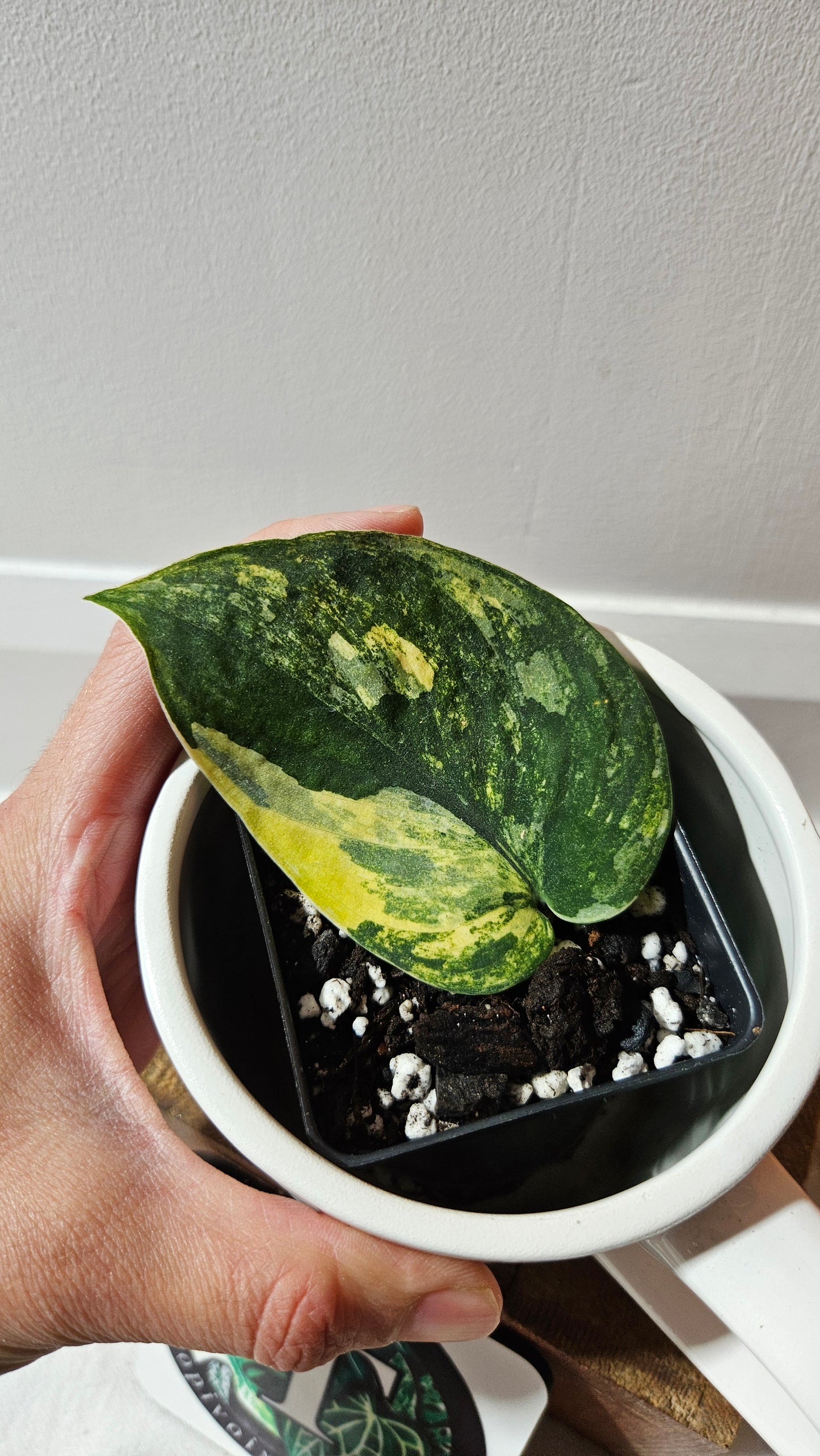 Scindapsus Parahiyangan (SCI-1068)