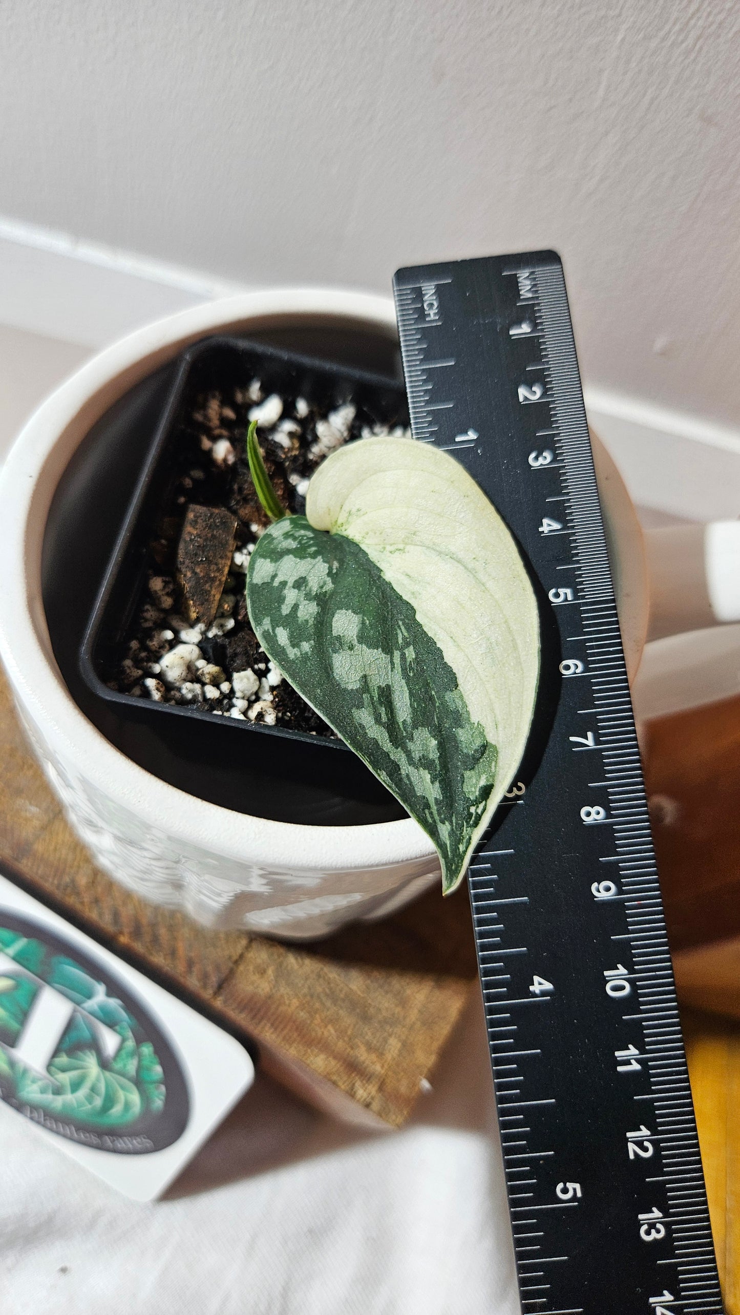 Scindapsus Mayari (SCI-1113)