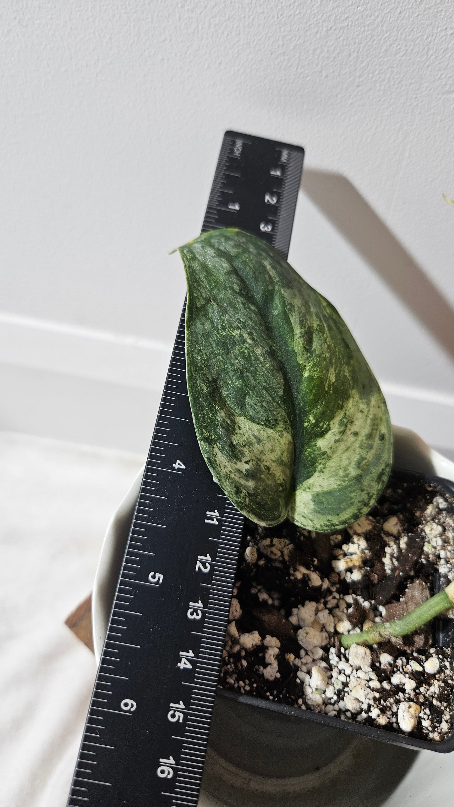 Scindapsus Black Dragon Variegata (SCI-814)