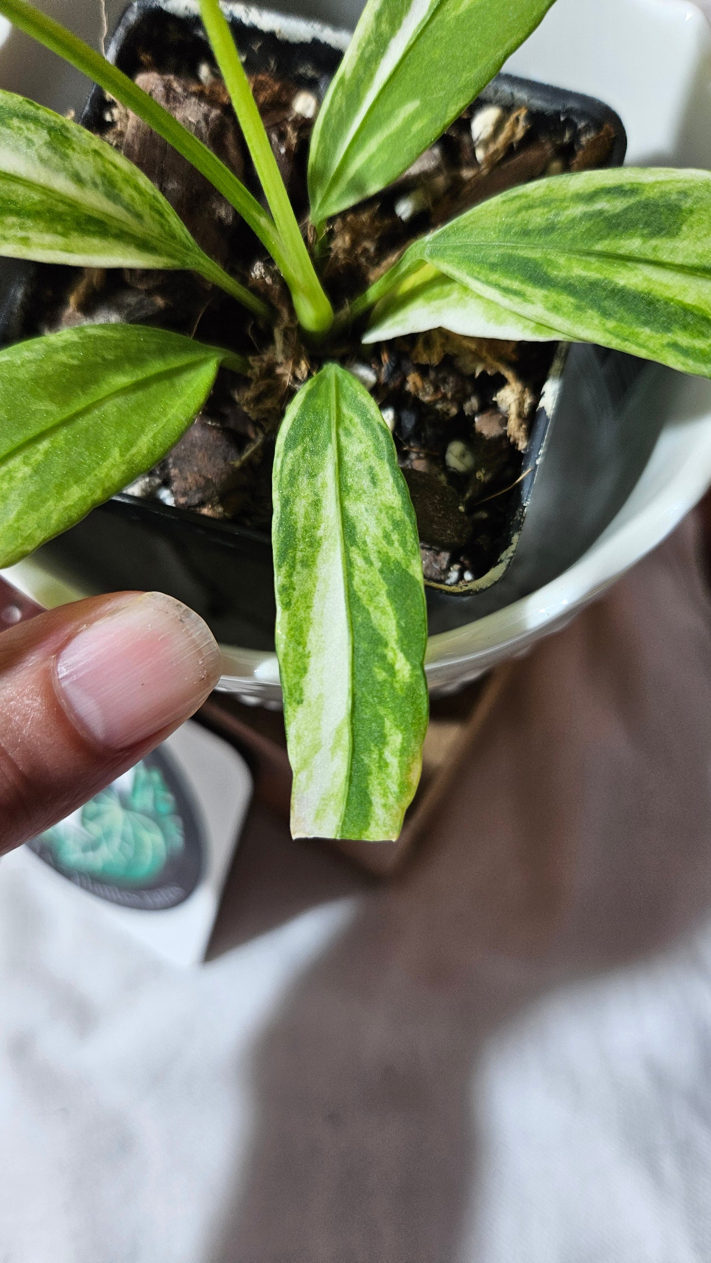 Anthurium Vittarifolium Variegata "format PETIT"(ANT-443)