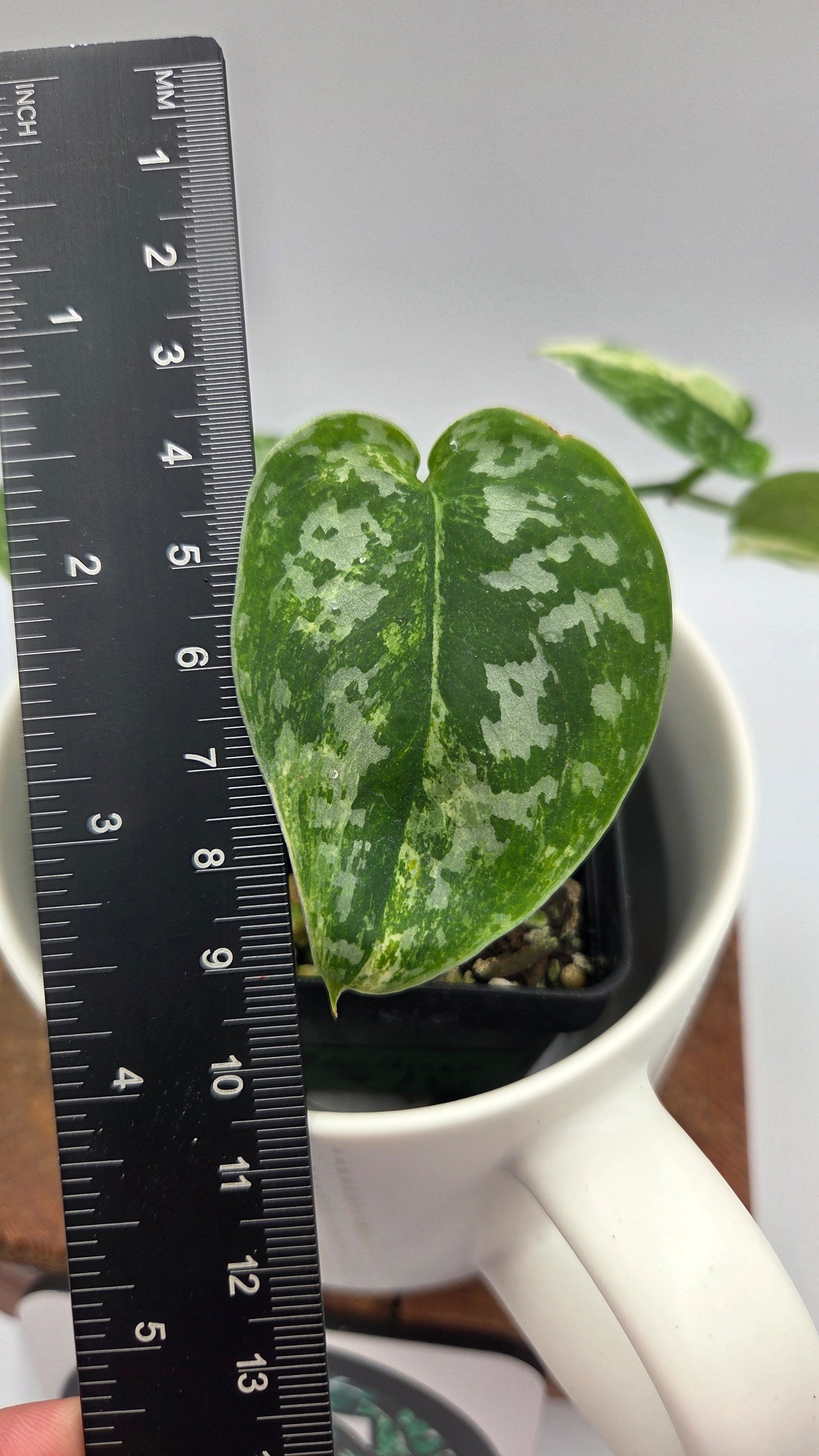 Scindapsus Argyraeus Permata (SCI-1347)