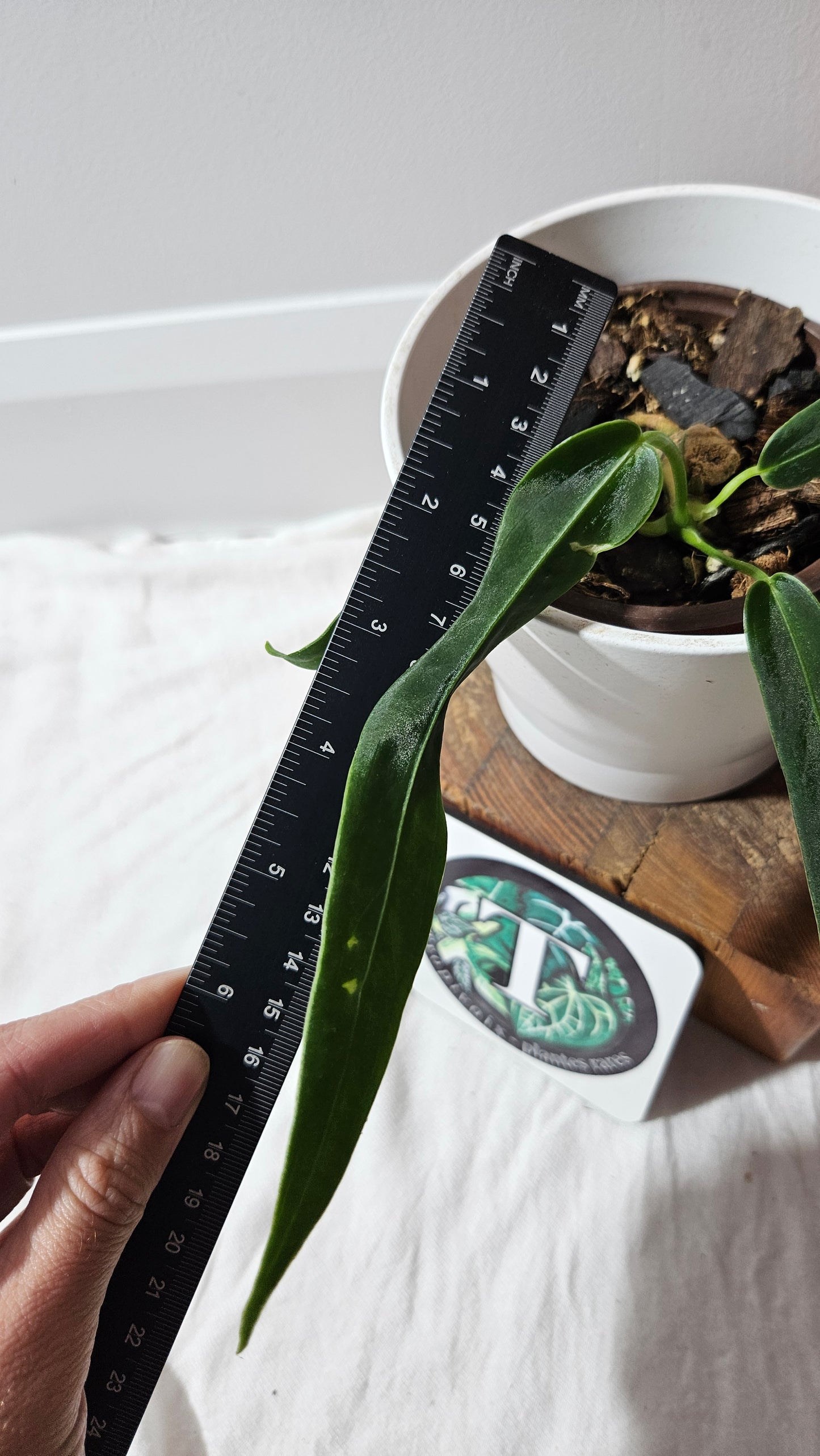 Anthurium Cirinoi aff Black Velvet "format MOYEN"(ANT-624)