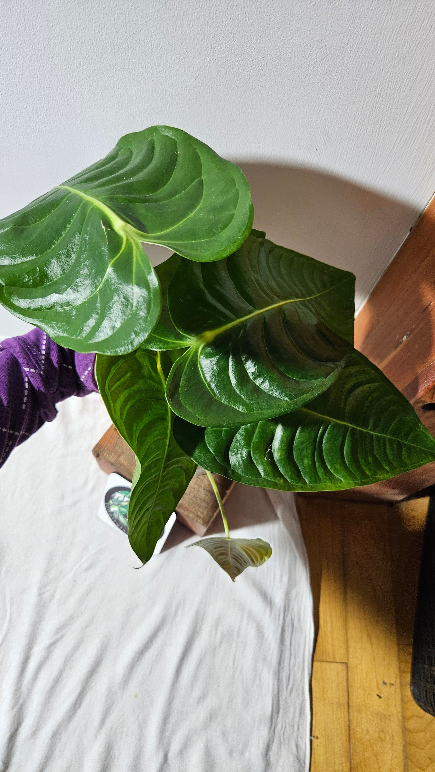 Anthurium Veitchii "format LARGE" (ANT-489)
