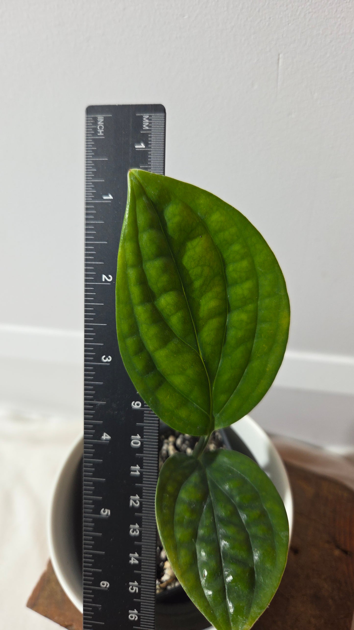 Monstera Karstenianum/Peru Variegata REVERT (MON-503)