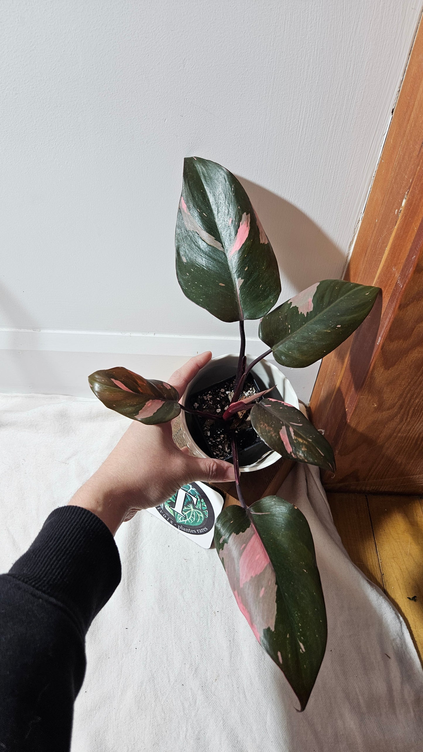 Philodendron Black Cherry (PHI-711)