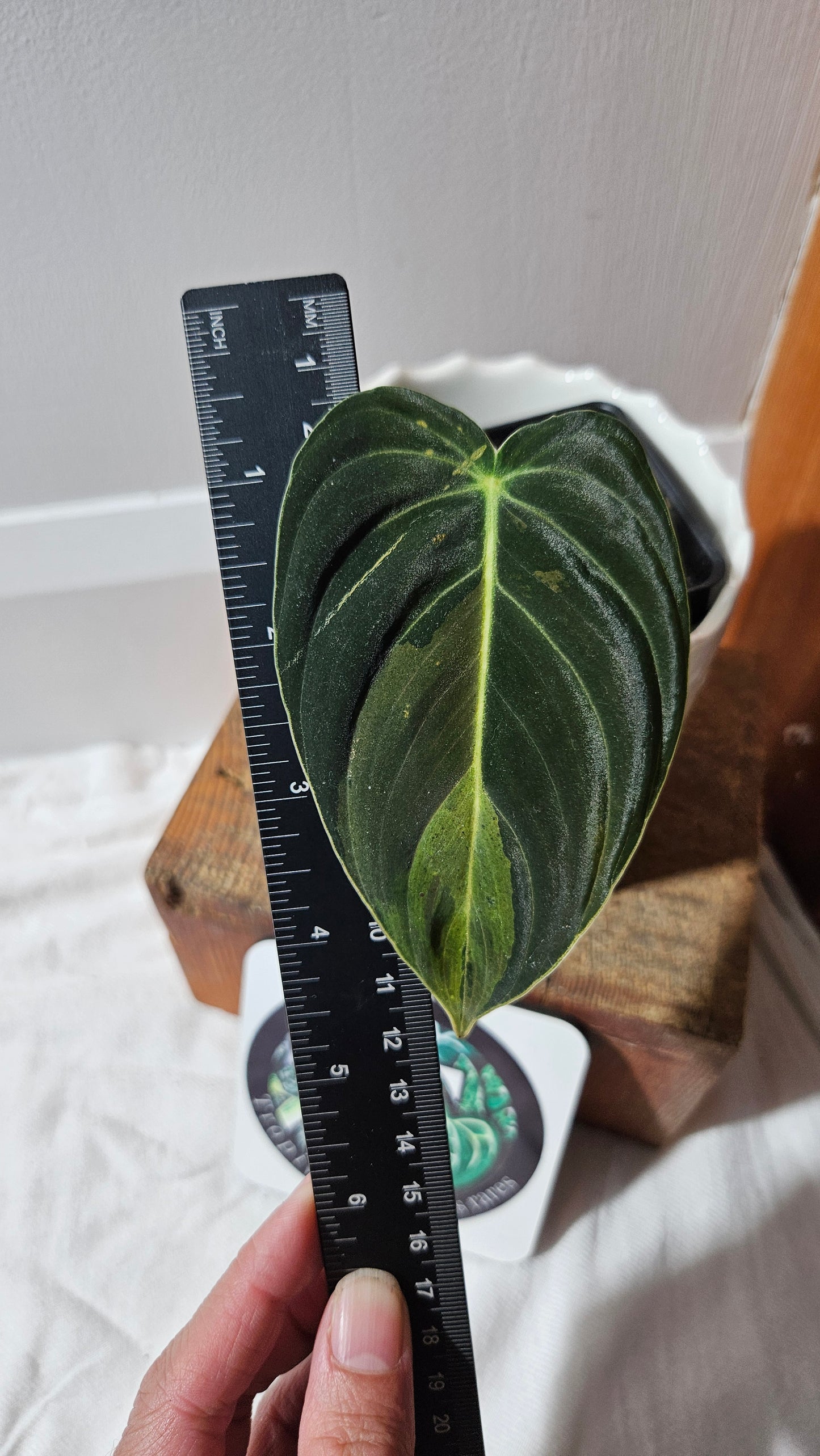 Philodendron Melanochrysum Variegata (PHI-869)