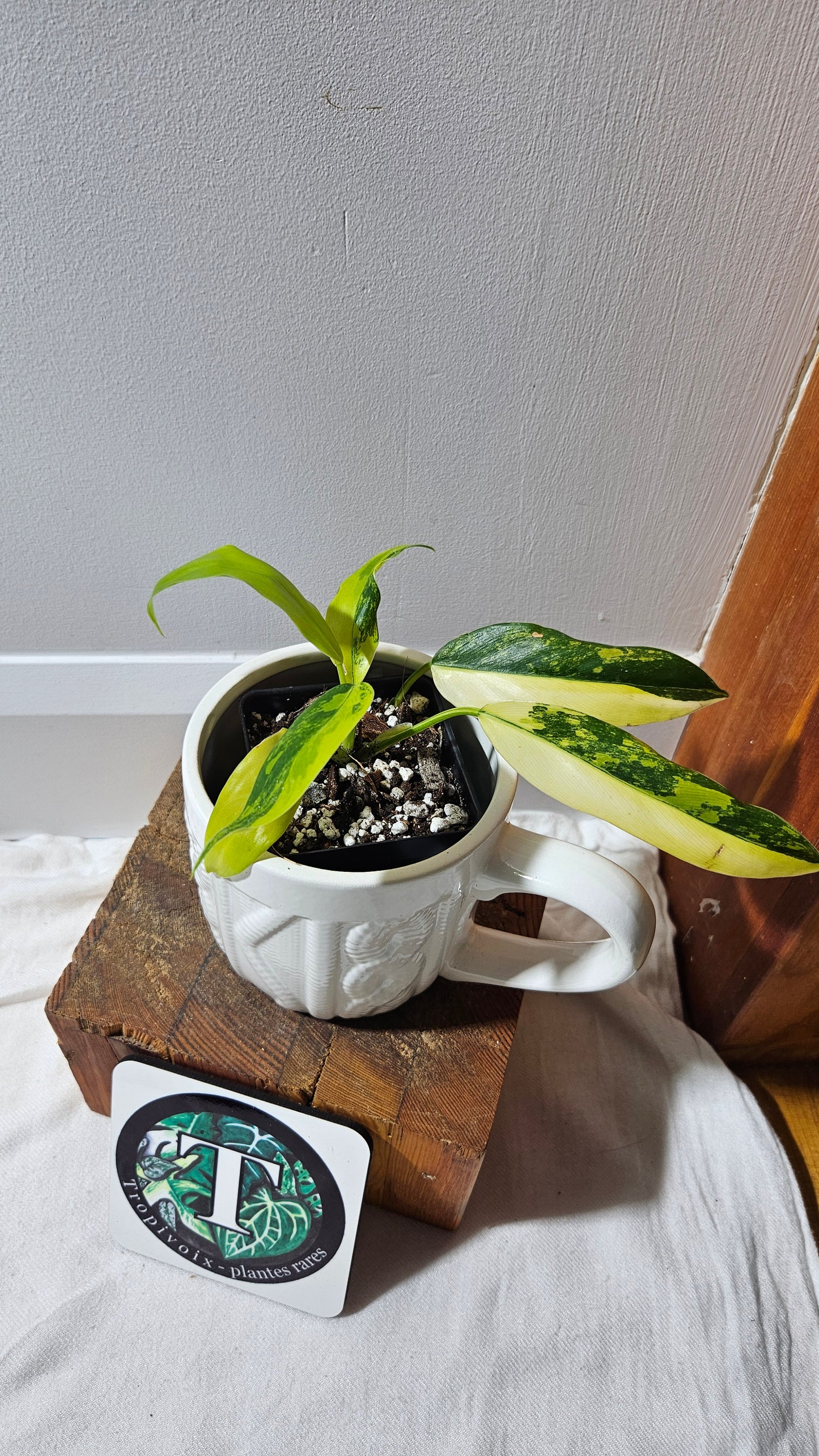 Philodendron Domesticum Variegata (PHI-911)