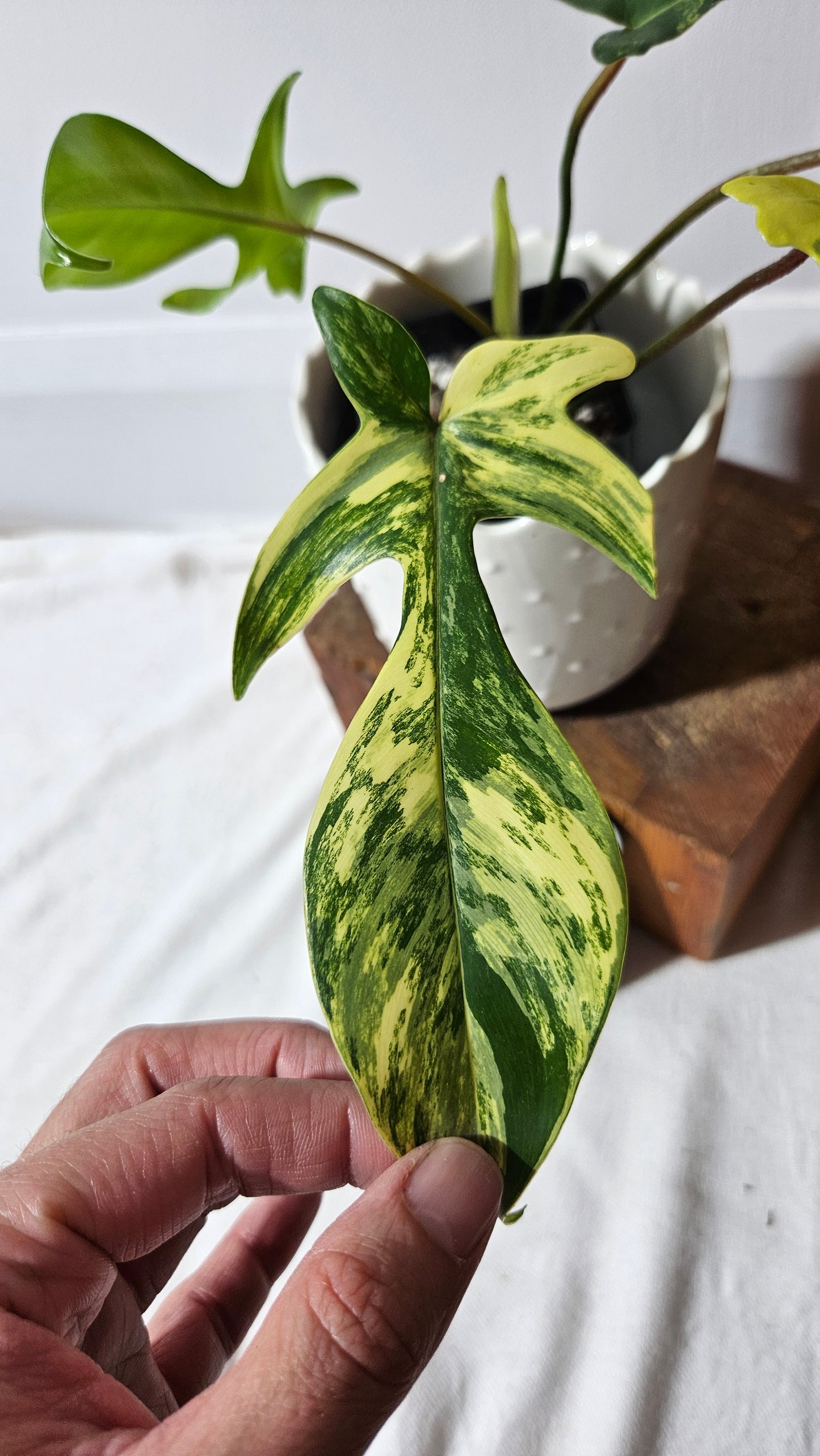 Philodendron Florida Beauty (PHI-817)