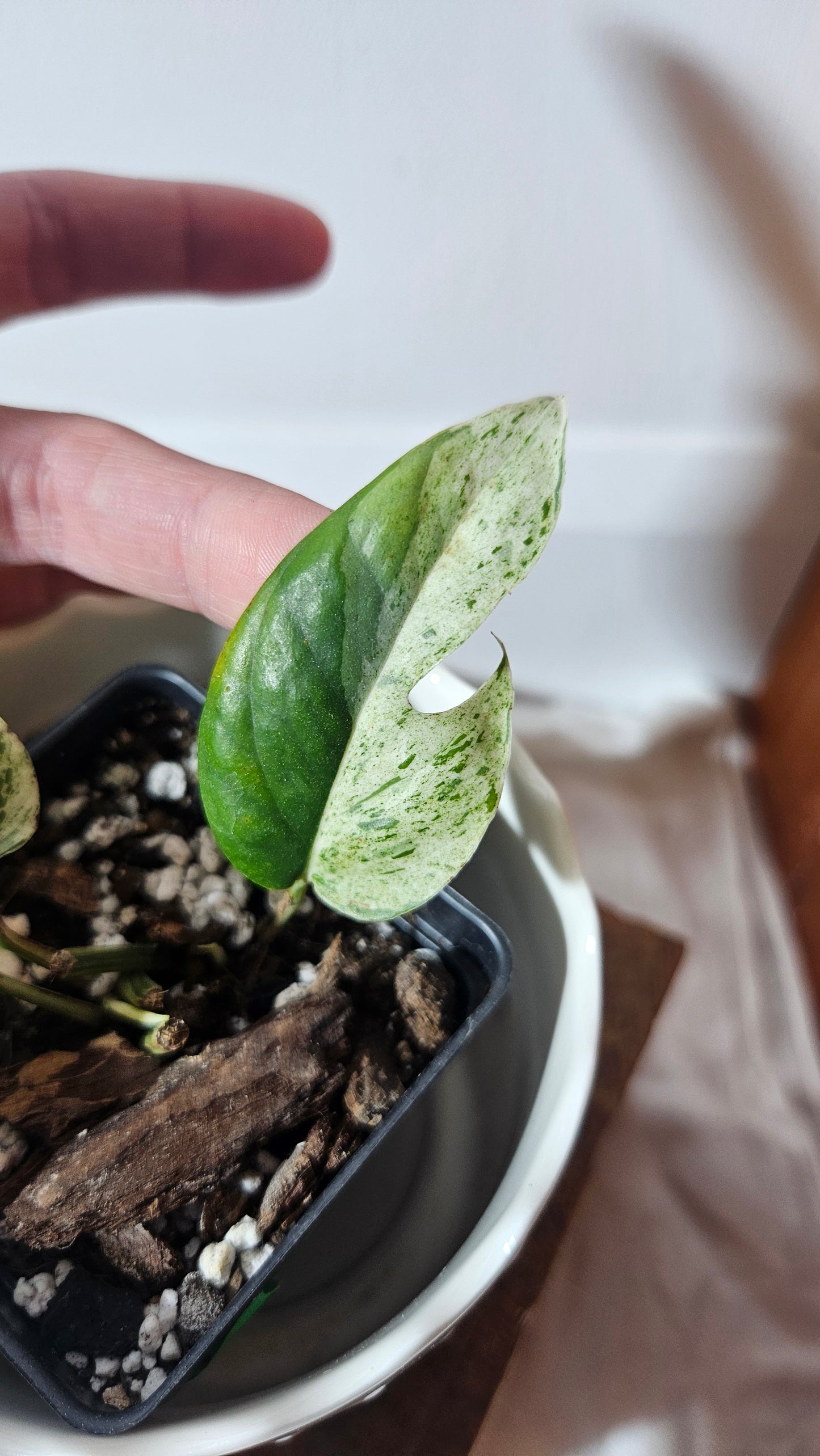 Epipremnum pinnatum Marble (EPI-211)