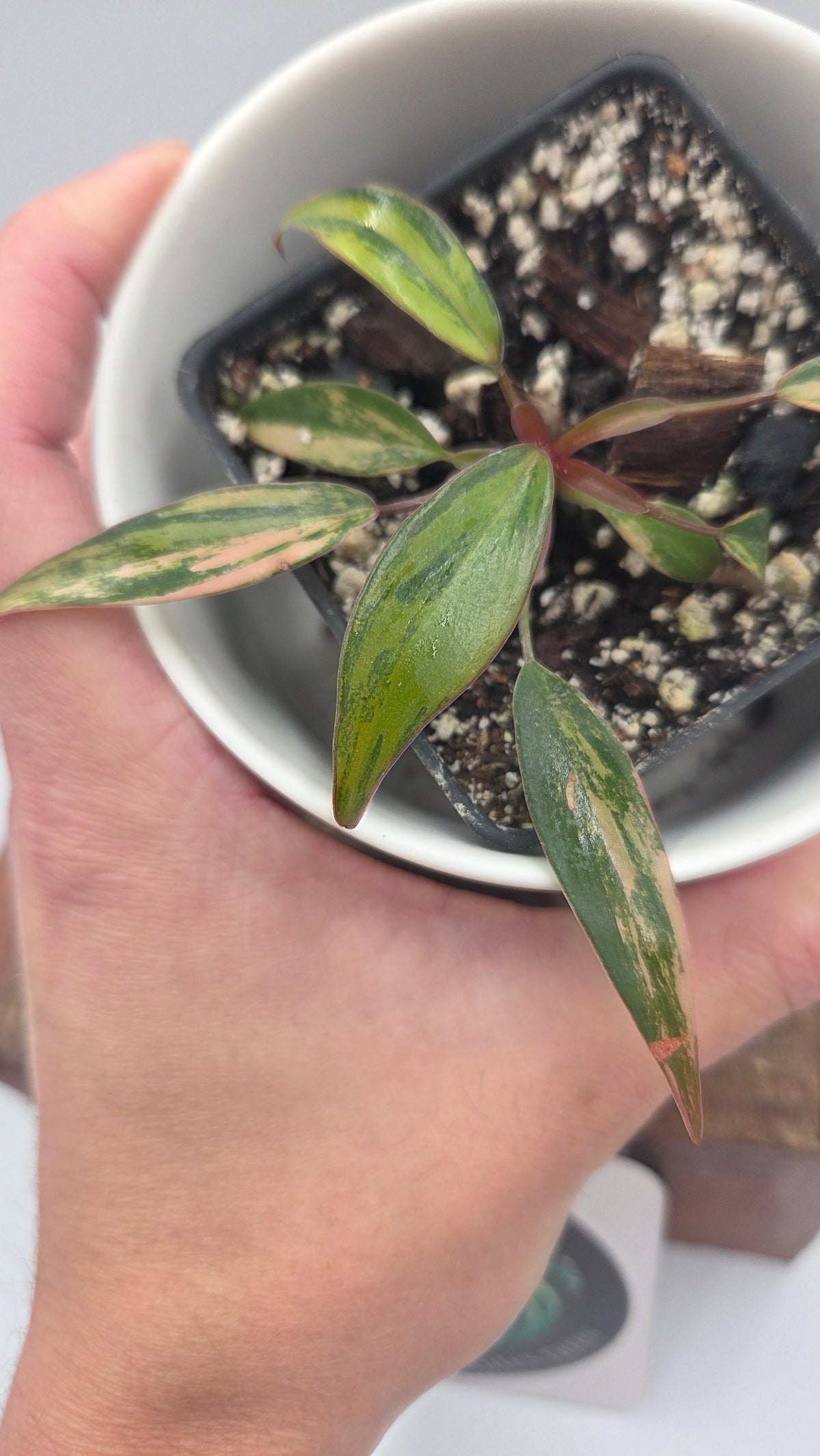 Philodendron Strawberry Shake (PHI-1087)
