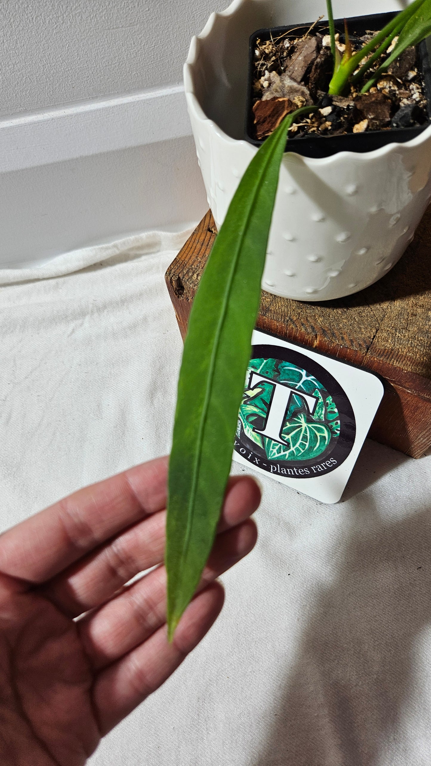 Anthurium Vittarifolium Variegata "format MOYEN" (ANT-444)