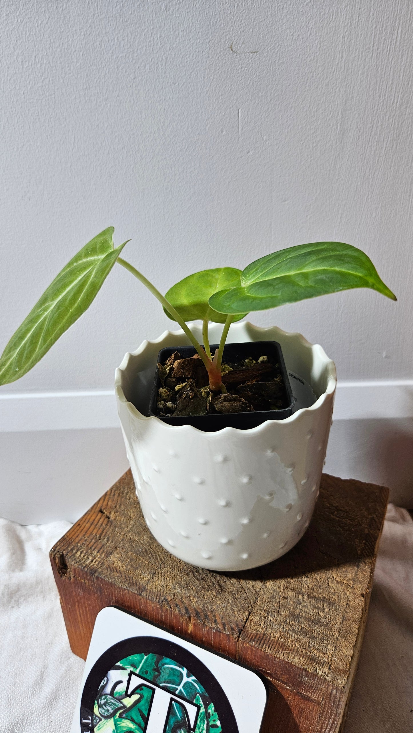 Anthurium Dorayaki Silver Hybrid "format PETIT"( ANT-531)