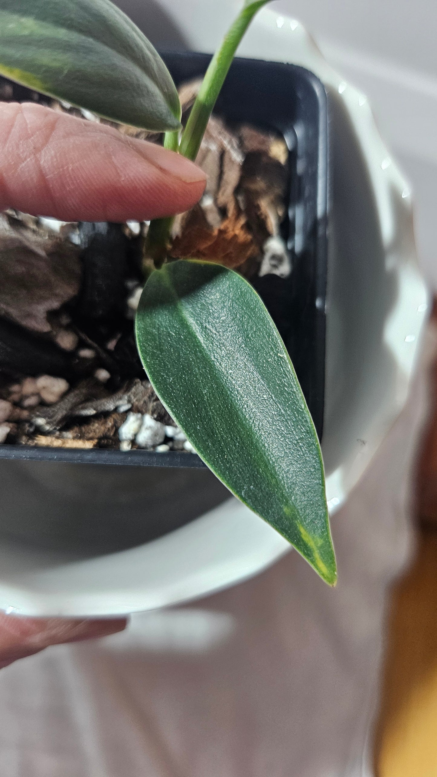 Scindapsus Coriaceus Aurea (SCI-940)