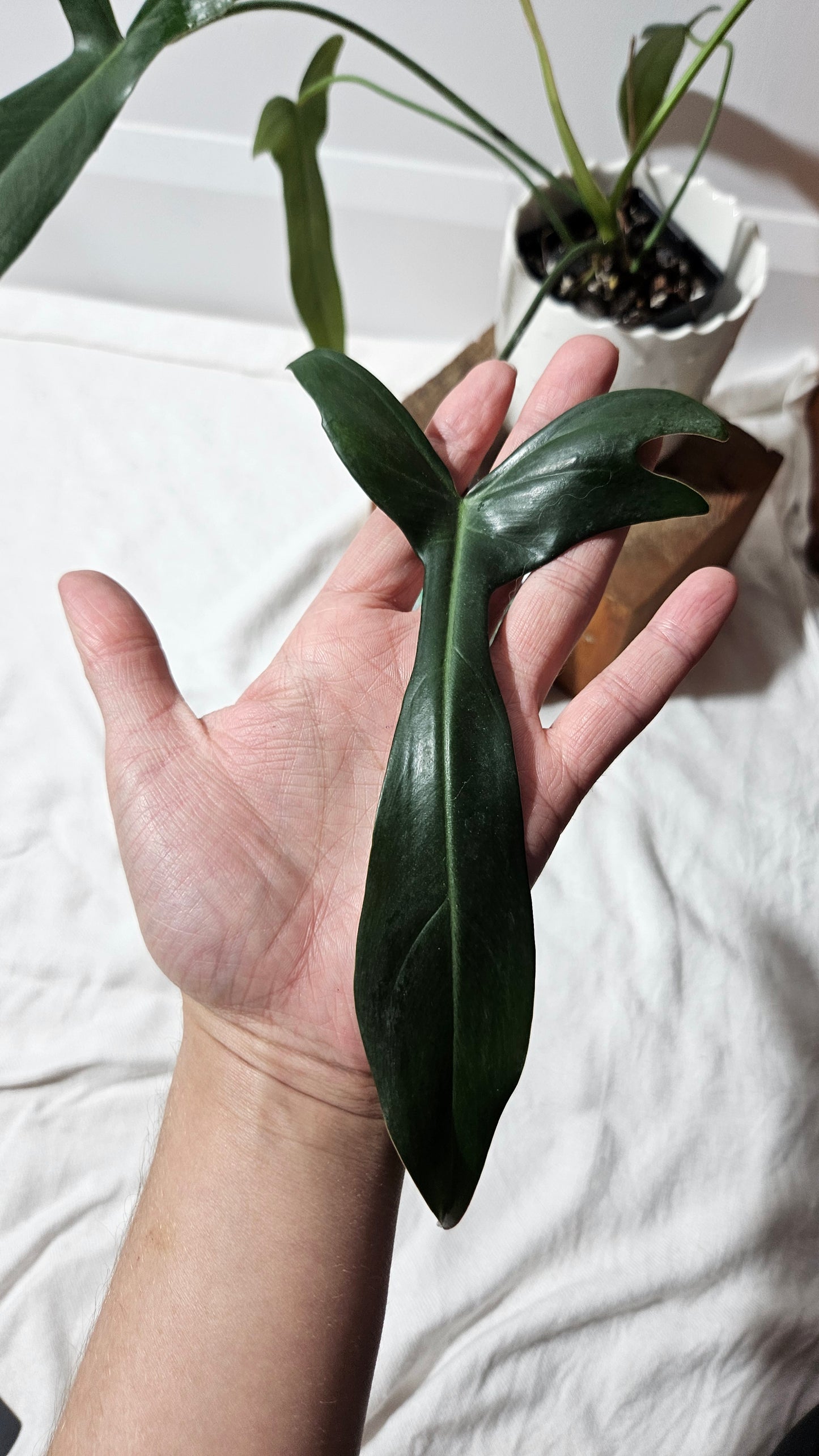 Philodendron Longilobatum (PHI-401)
