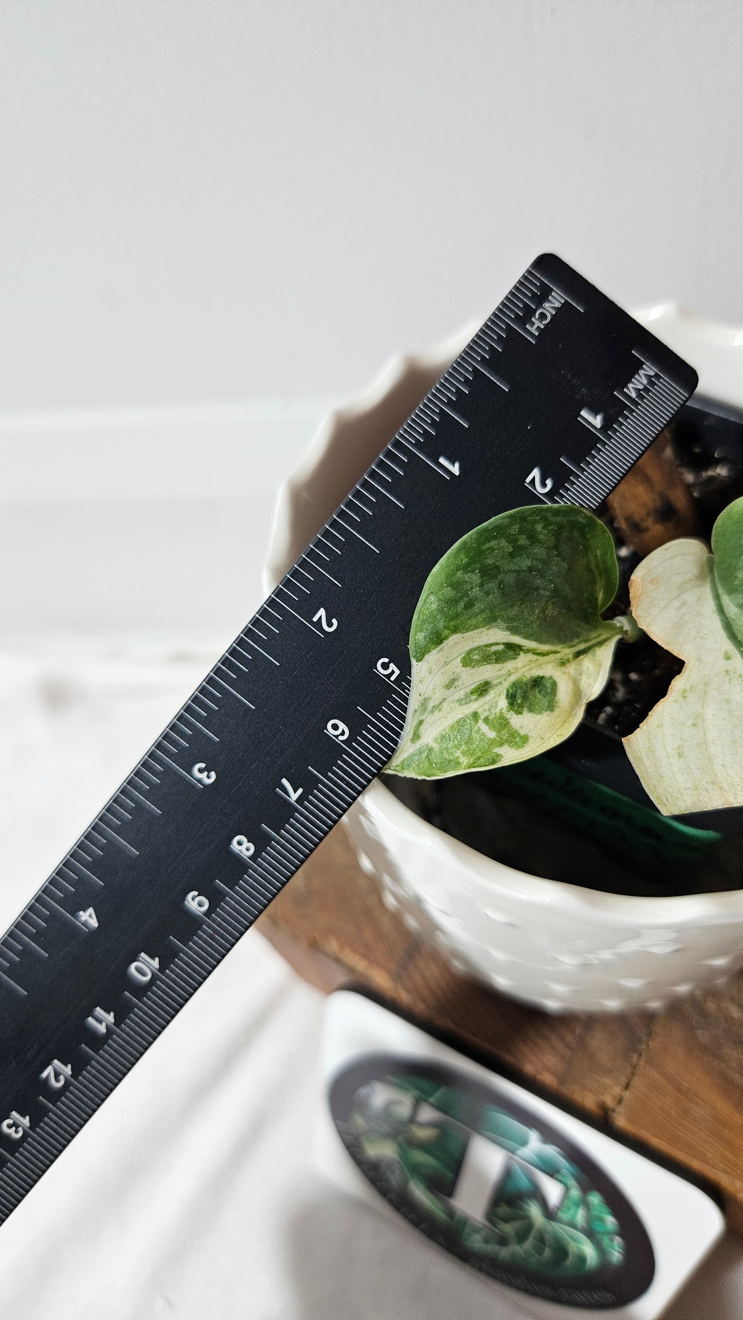Scindapsus Salamount (SCI-719)