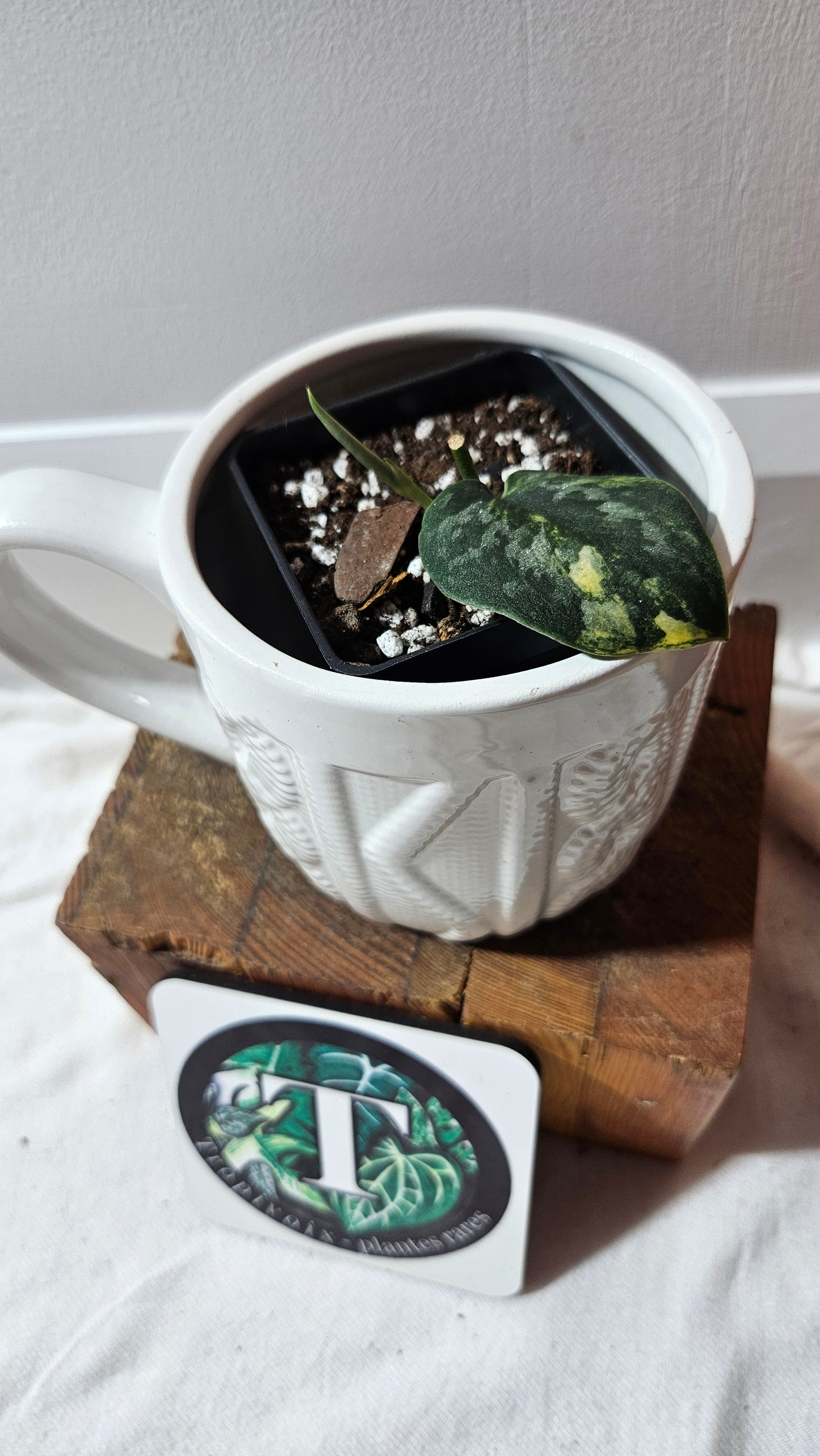 Scindapsus Green Diamond (SCI-1261)