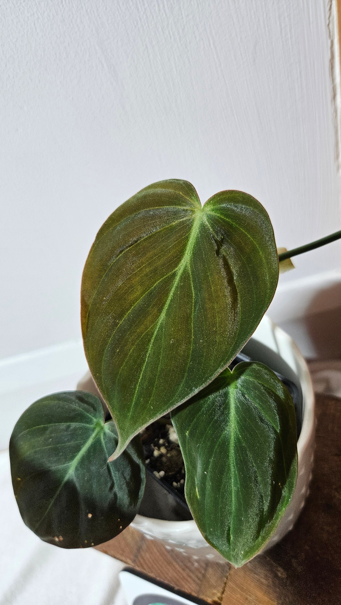 Philodendron Mican Var. REVERT (PHI-846)