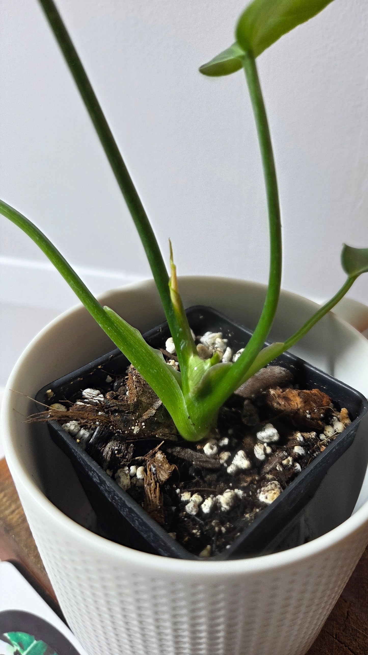 Philodendron Gloriosum x Plowmanii (PHI-1003)