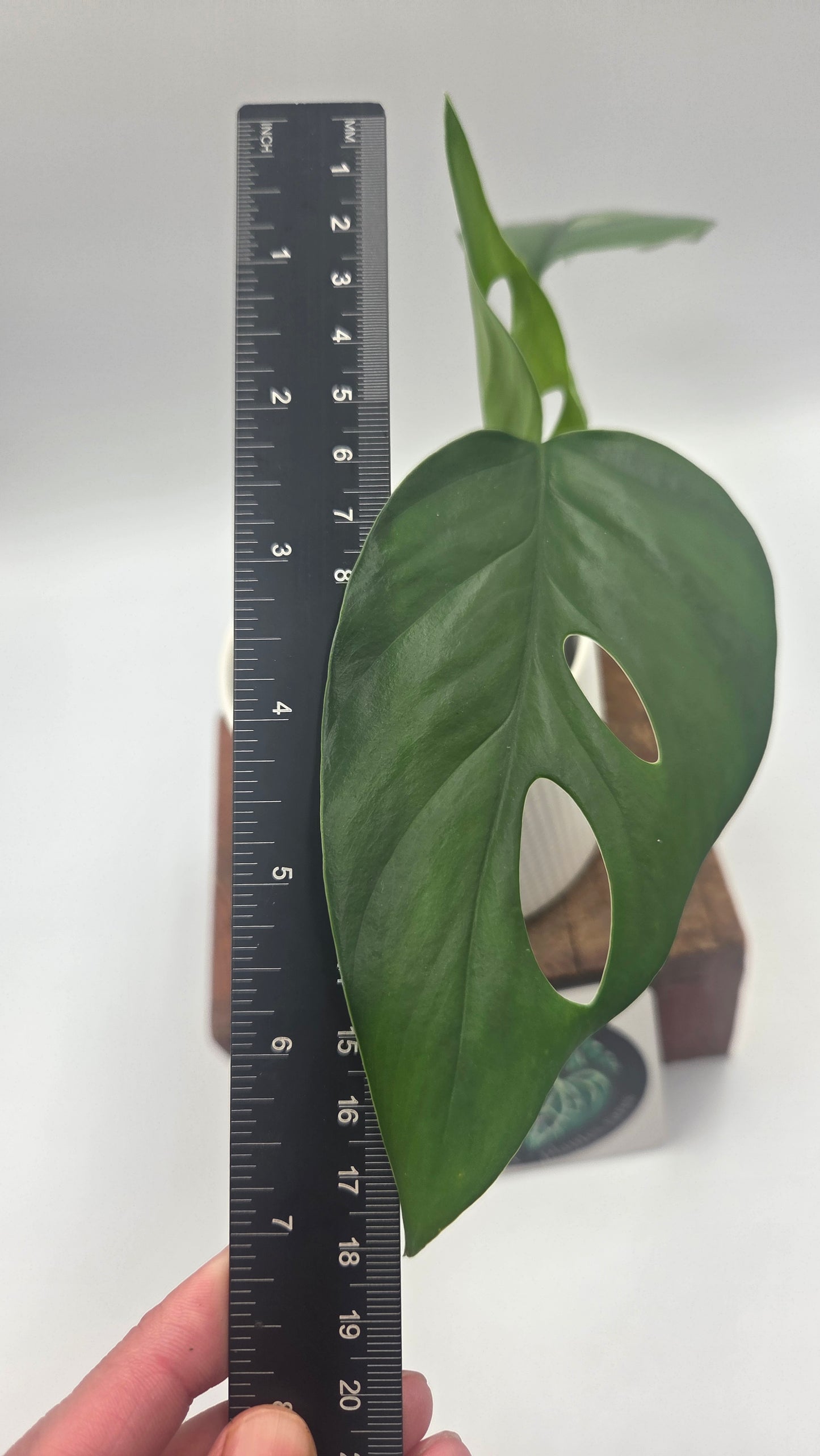 Raphidophora Pertusa (AUT-100)