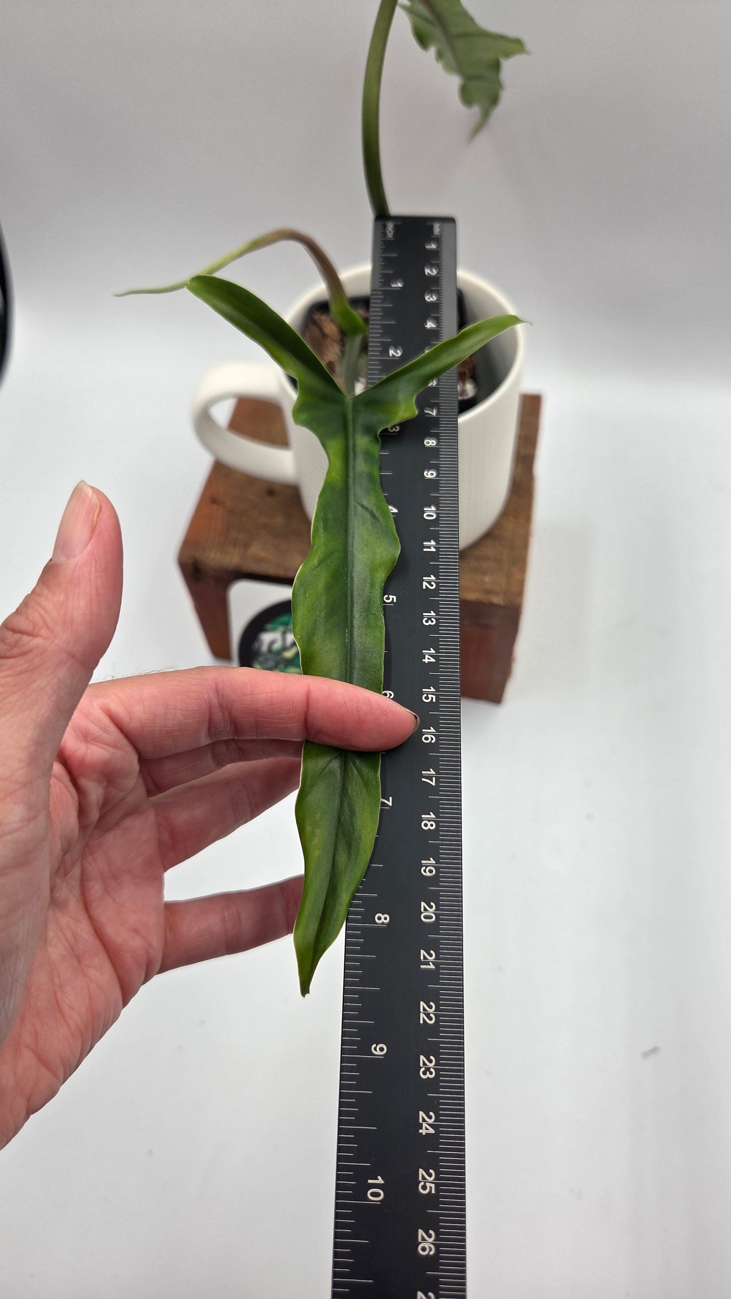 Philodendron Lavinia /(Paloraense cf X Tortum) (PHI-1080)