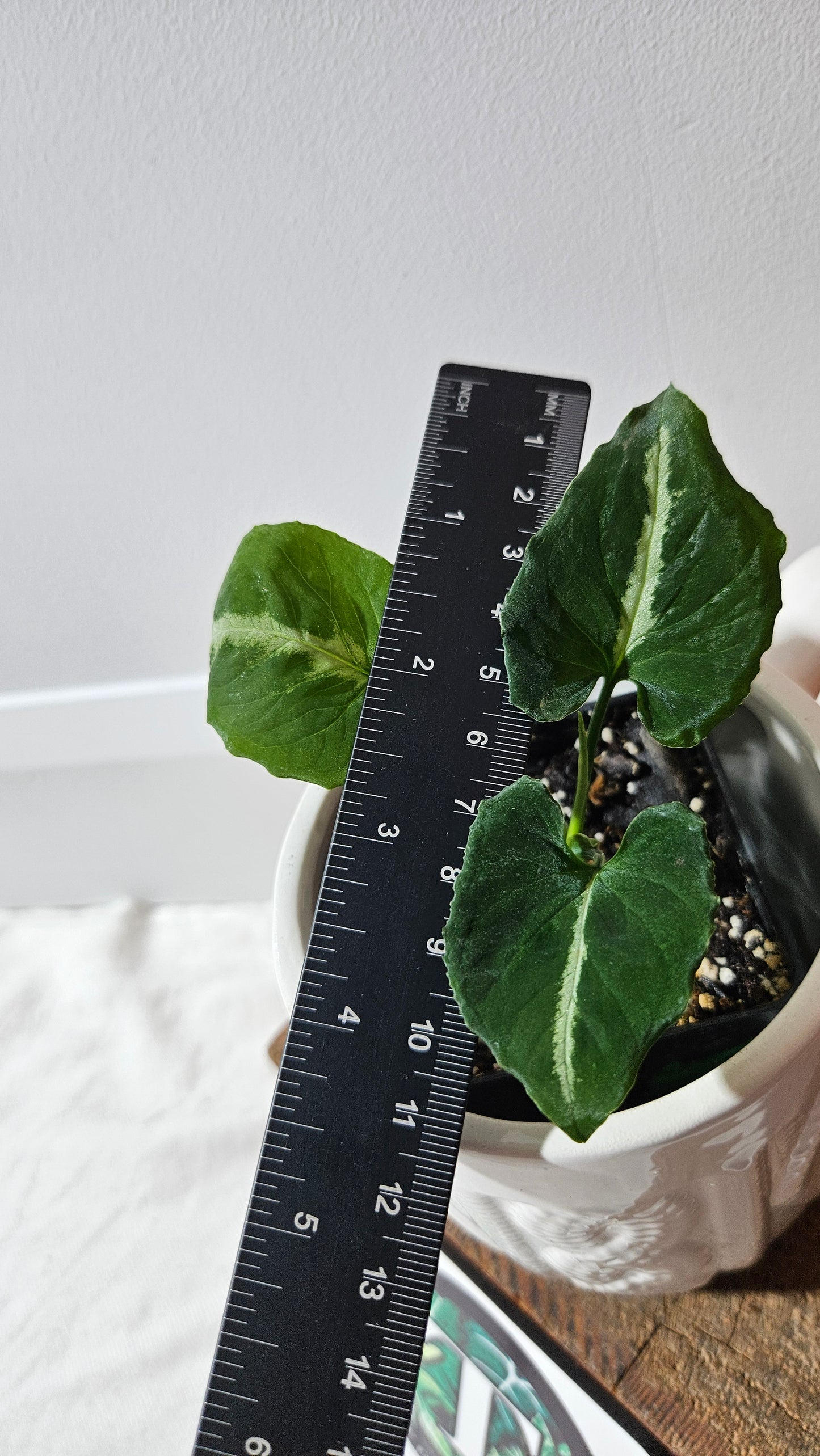 Syngonium Wendlandii "Southern Star"(SYN-317)