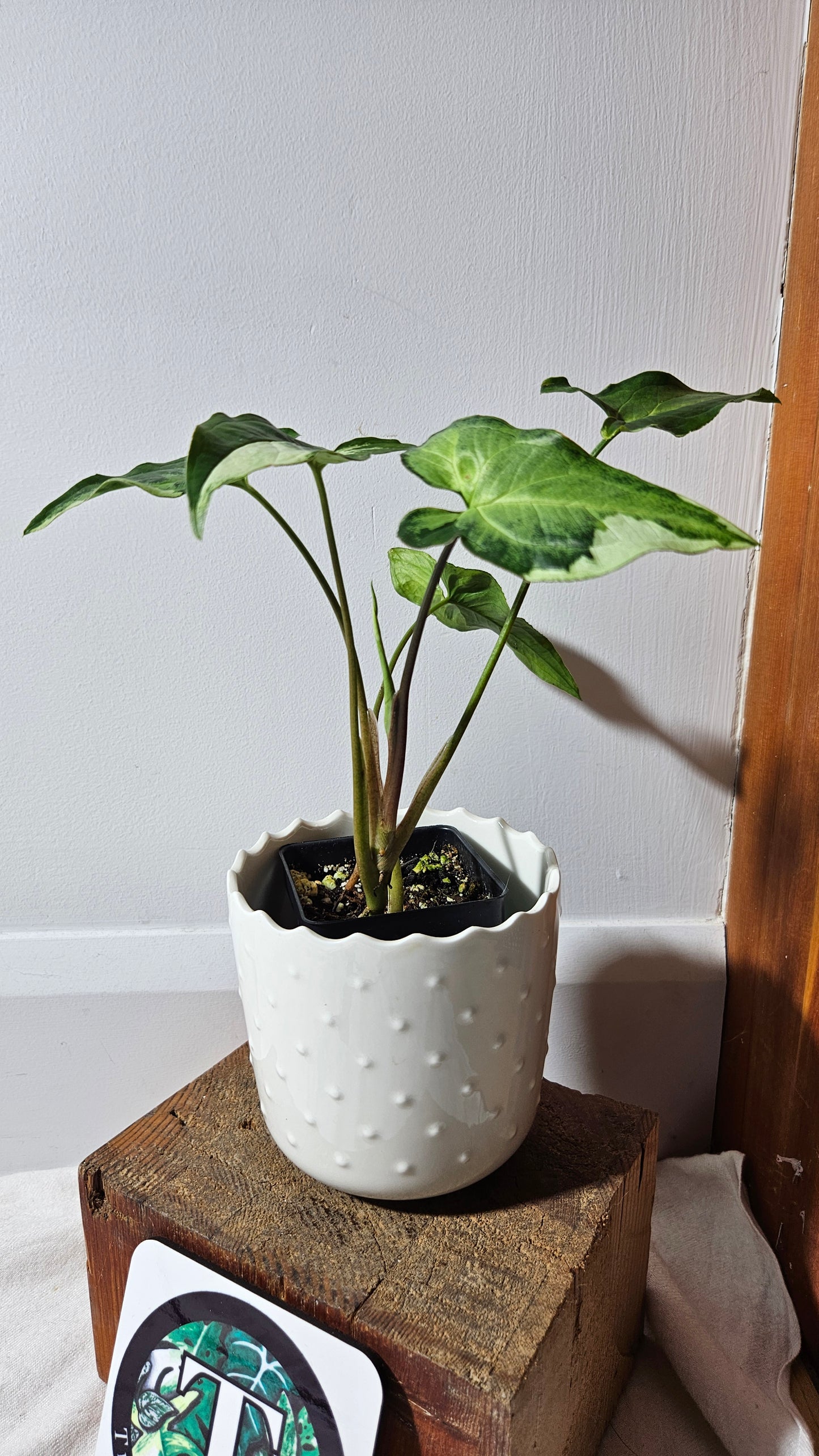 Syngonium Three kings (SYN-346)